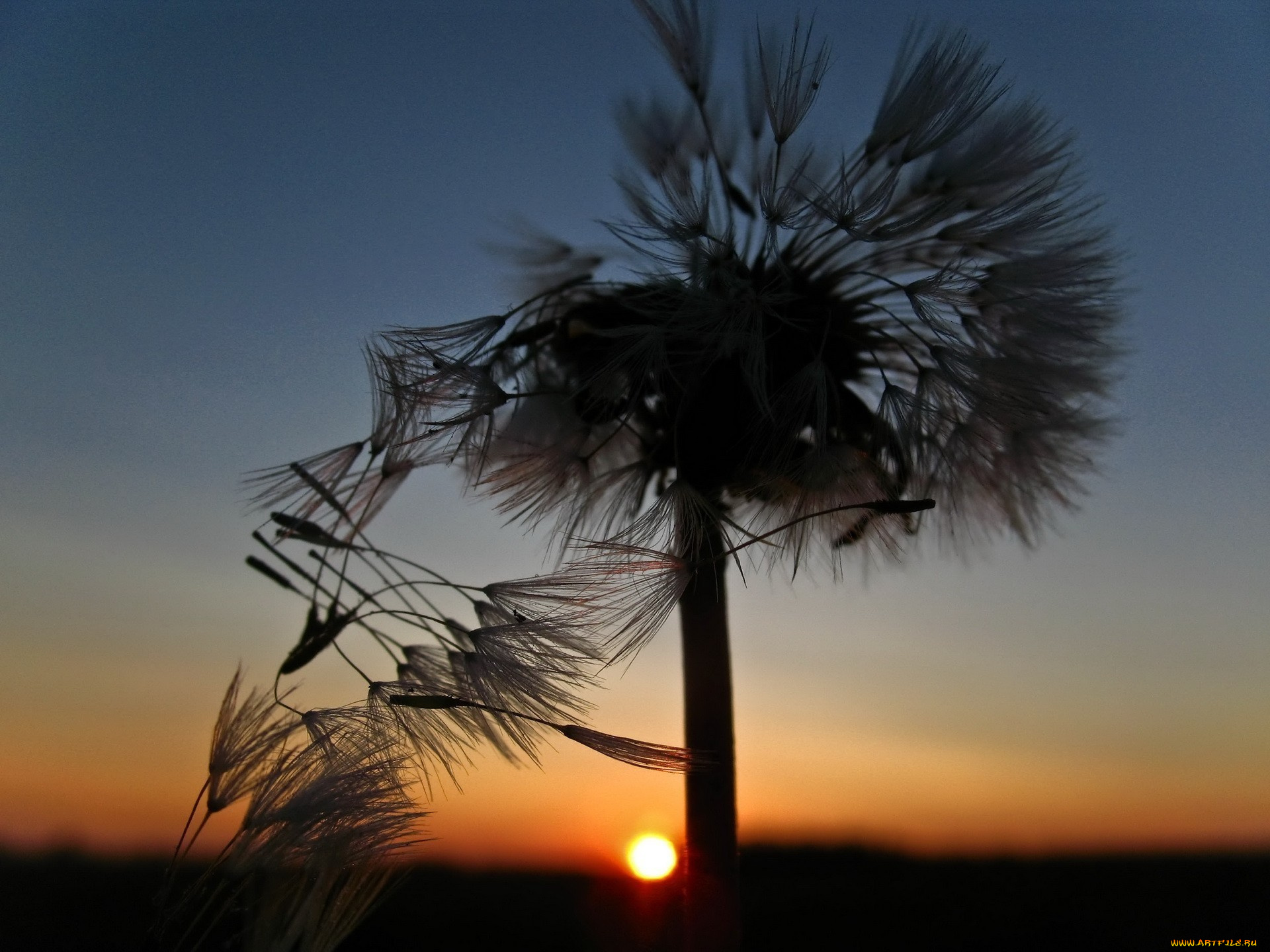 dandelion, природа, макро, закат, одуванчик