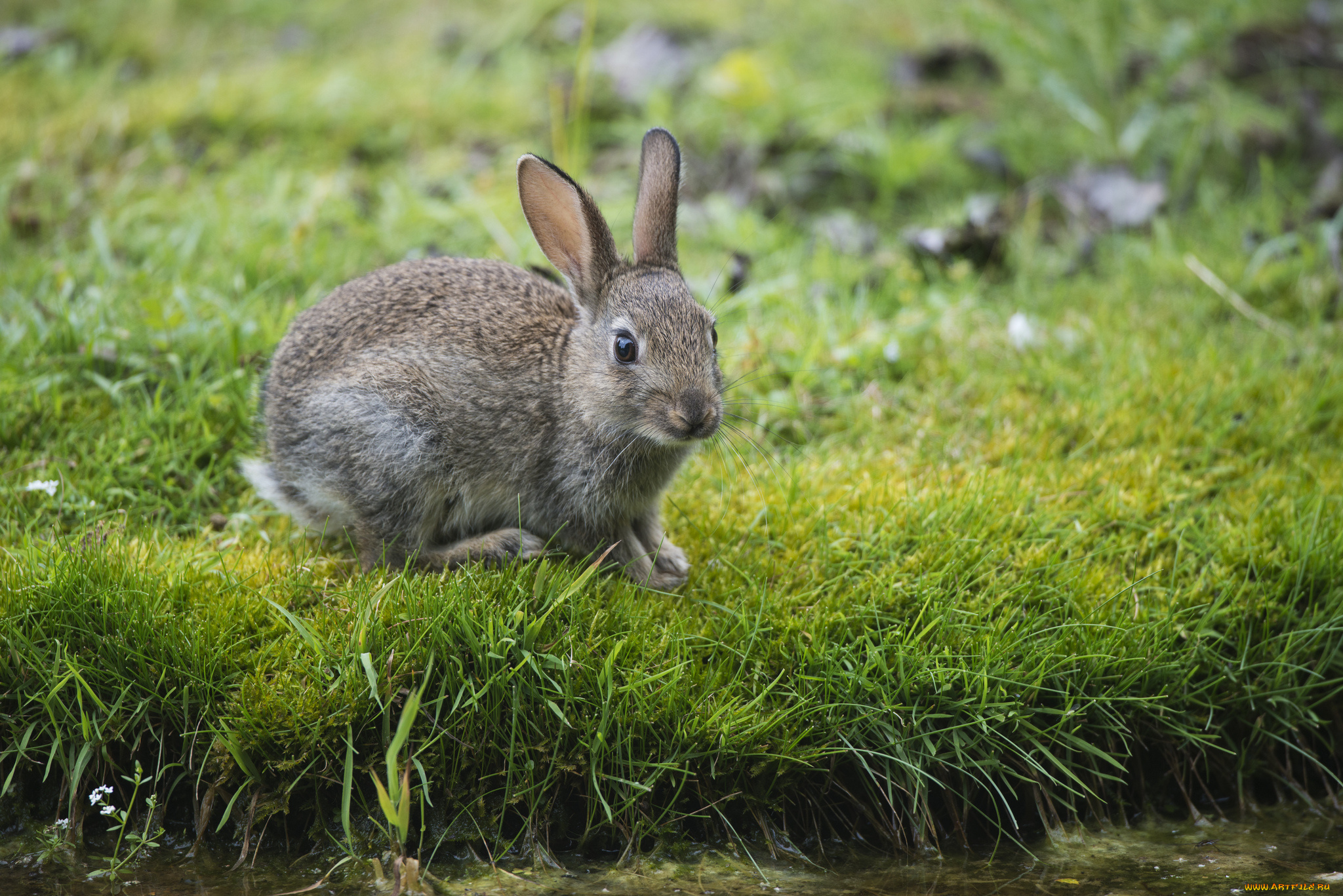животные, кролики, зайцы, трава, зелень, заяц