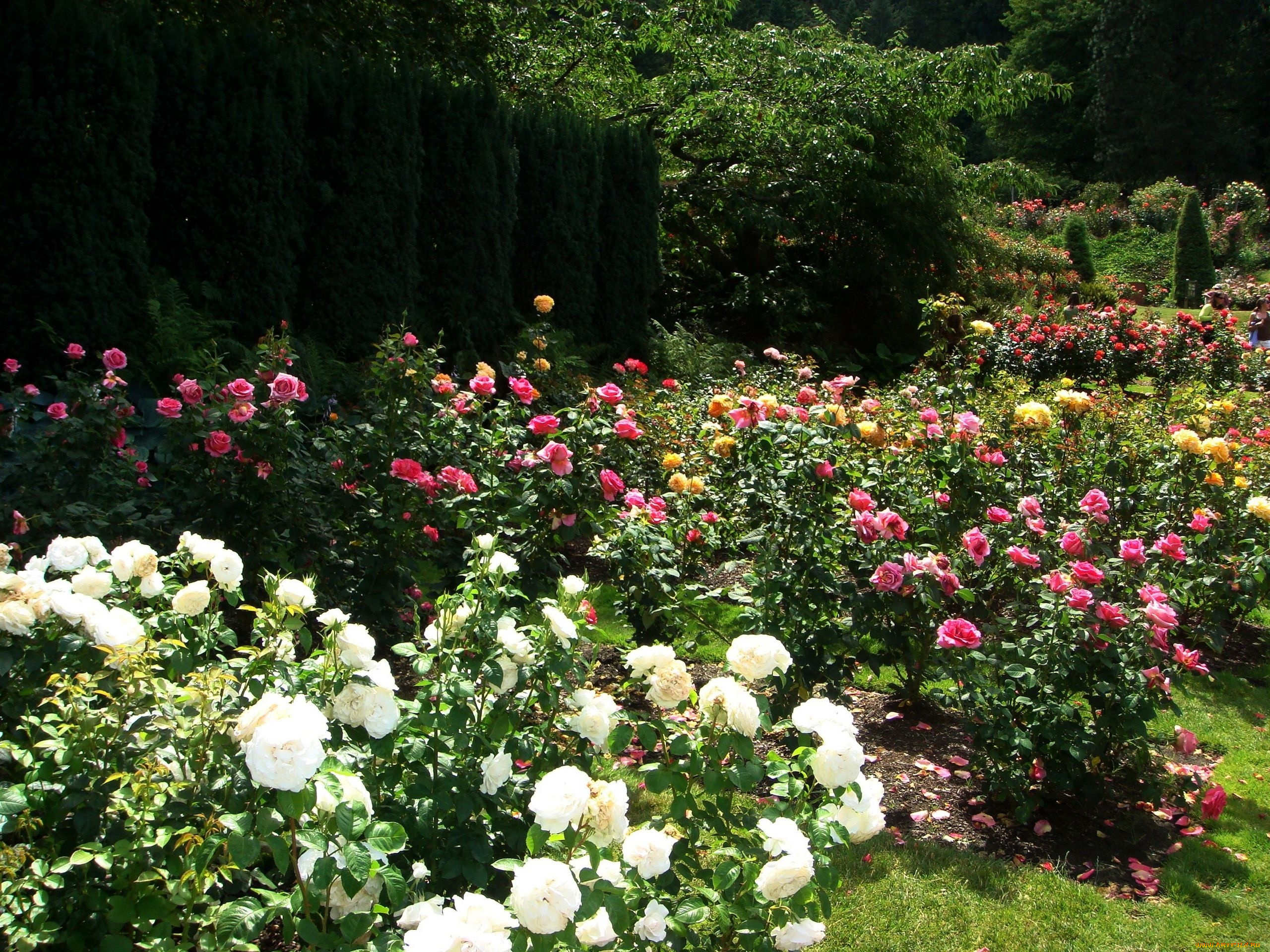 природа, парк, вашингтон, portland, s, international, rose, gardens