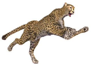 Картинка 3д+графика животные+ animals гепард