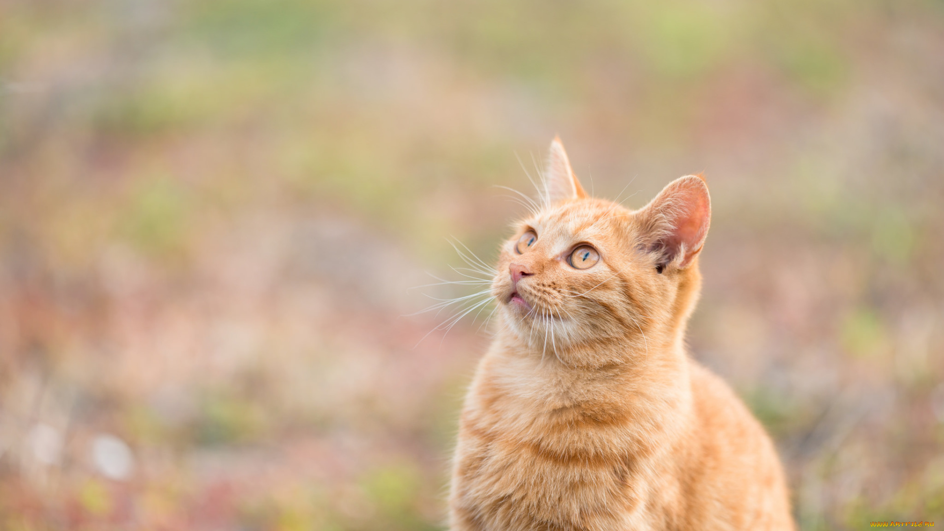 животные, коты, киса, кот, кошка, рыжий, взгляд, коте