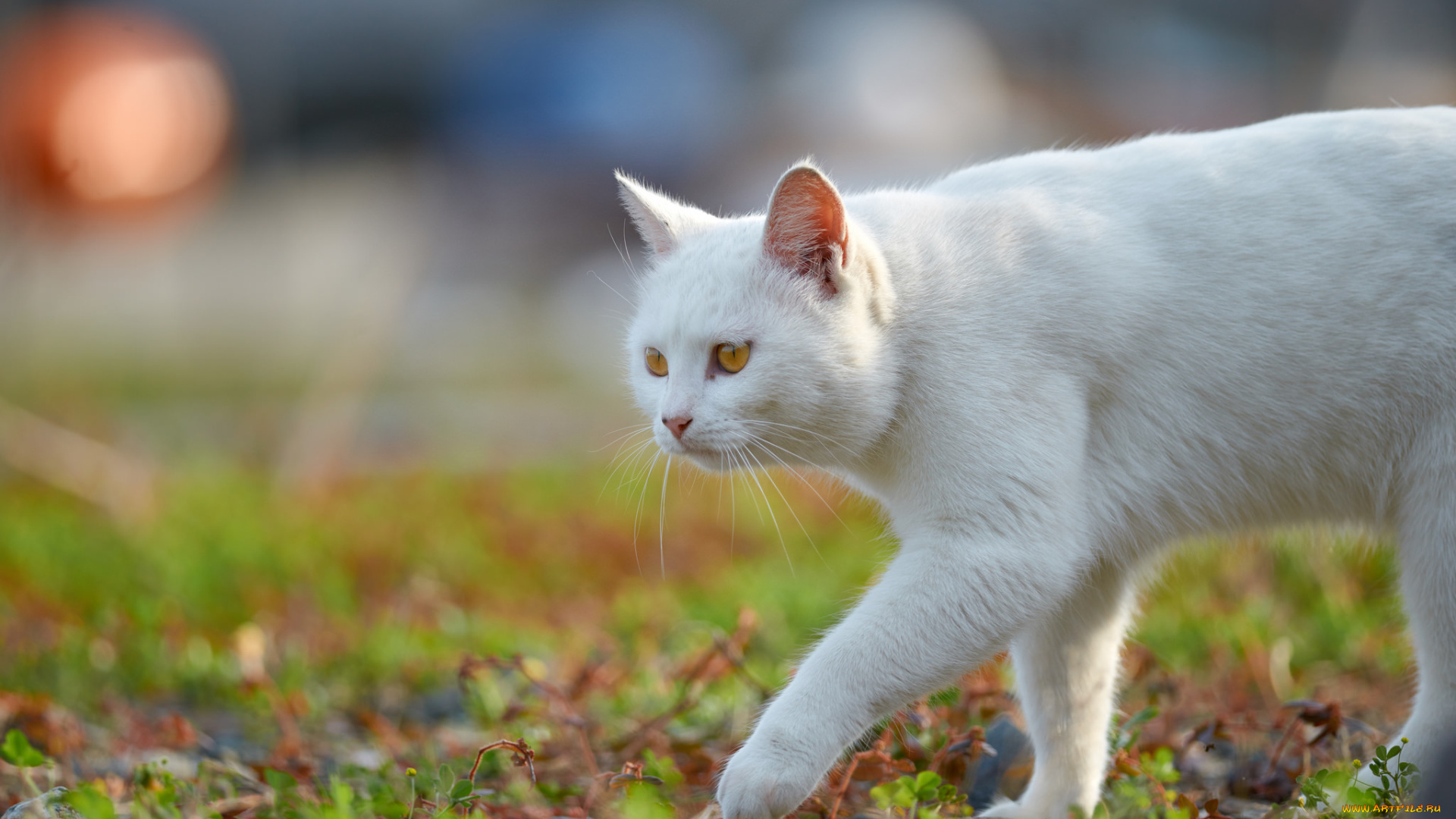 животные, коты, взгляд, коте, киса, кошка, кот, трава, белый, крадётся, луг