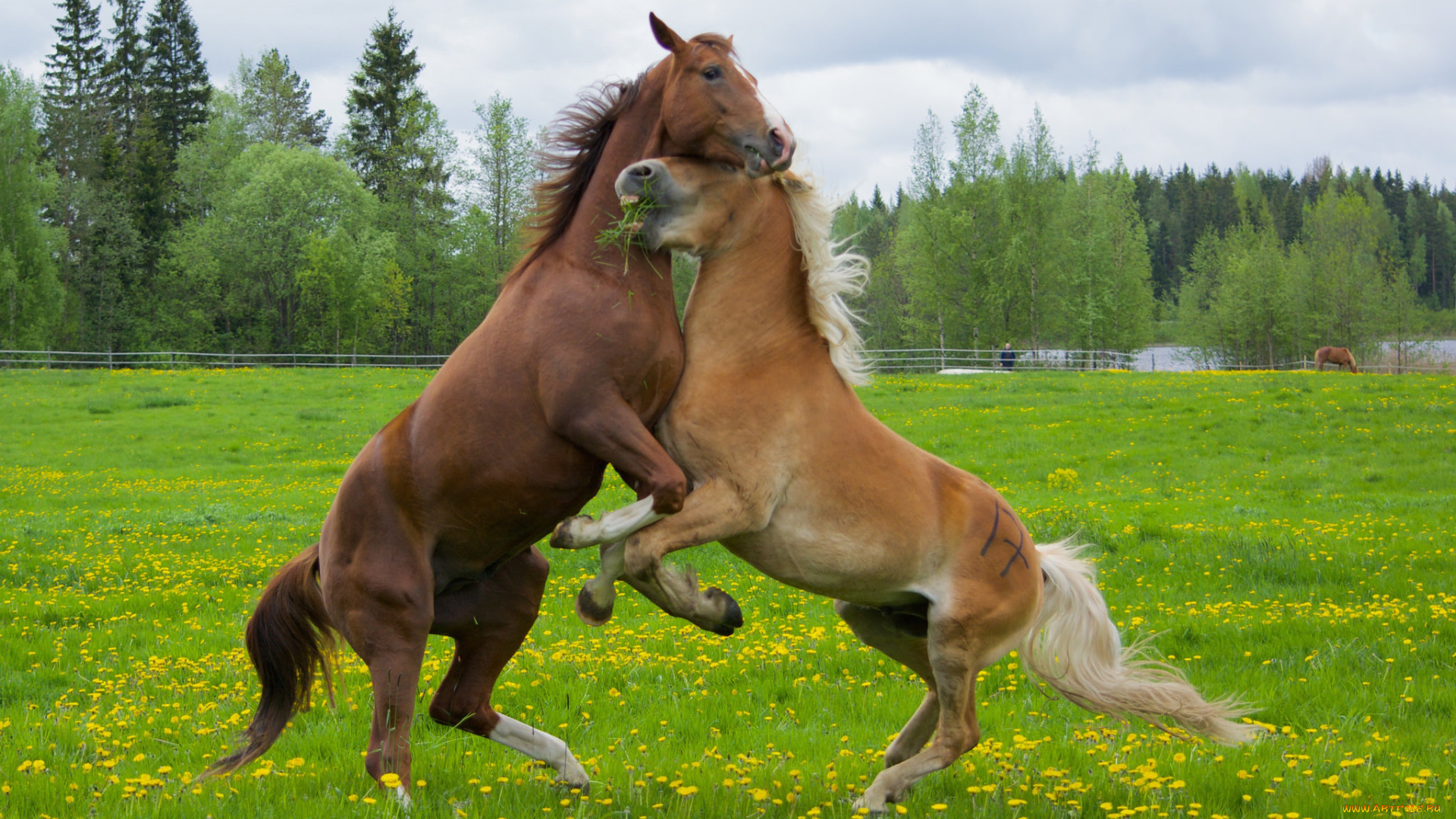 животные, лошади, кони