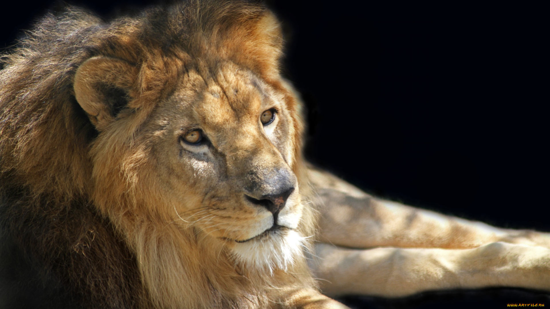 животные, львы, отдых, царь, зверей, лев