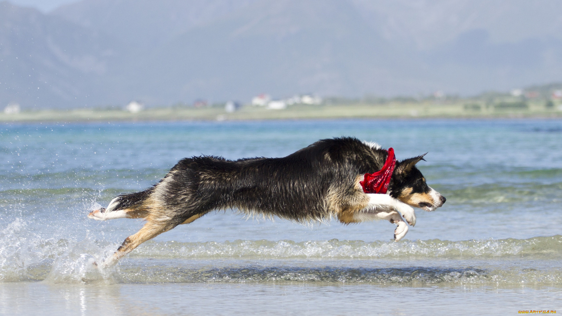 животные, собаки, берег, пёс, вода, игра, прыжок, бег, брызги