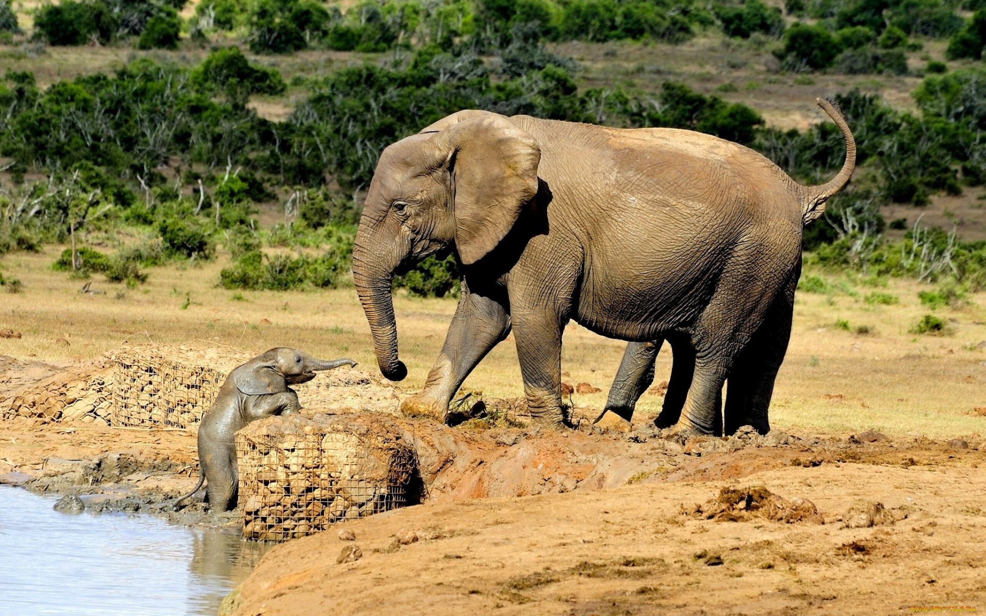 животные, слоны, слонёнок, слониха, малыш