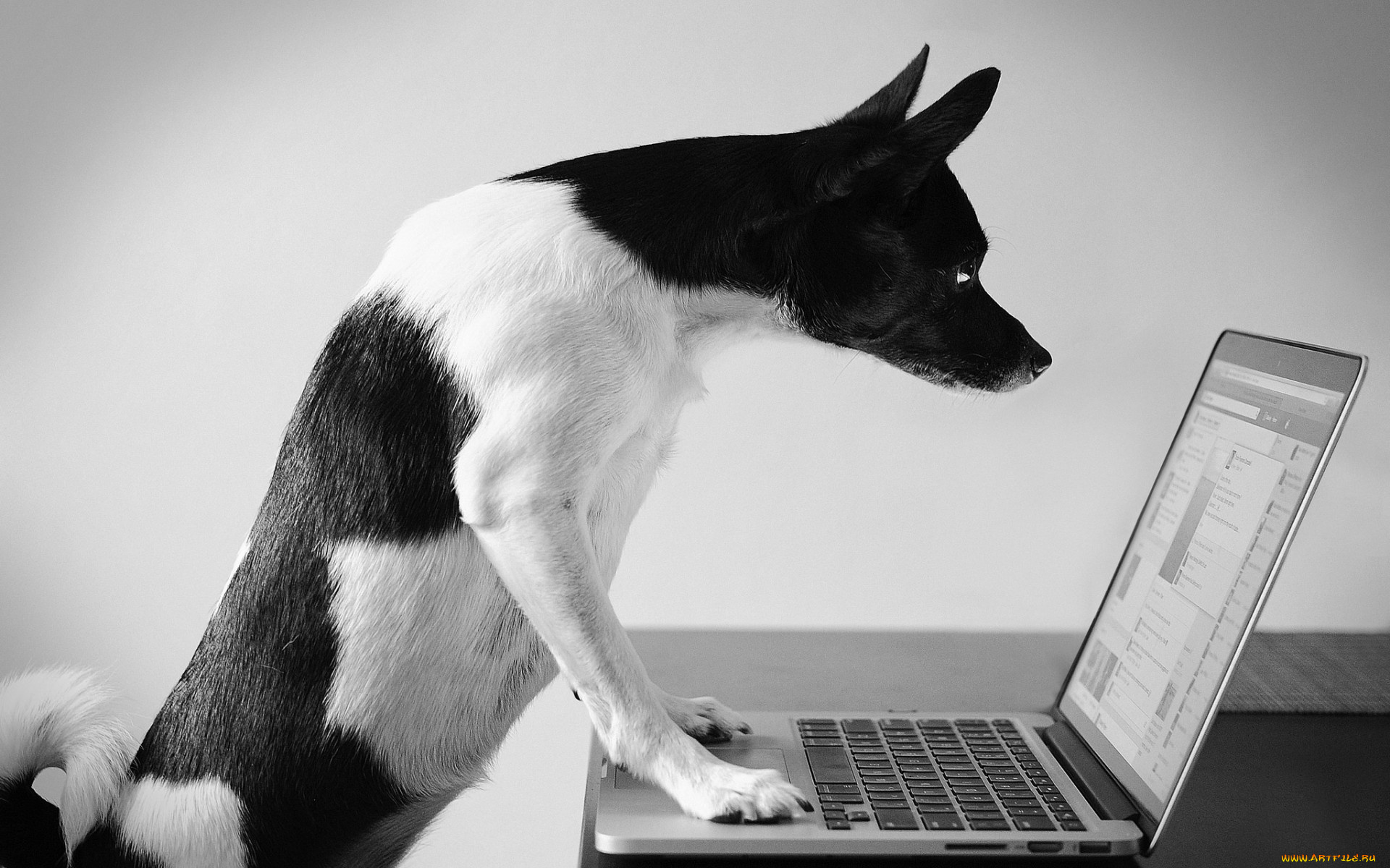 животные, собаки, ноутбук, компьютер, взгляд, собака