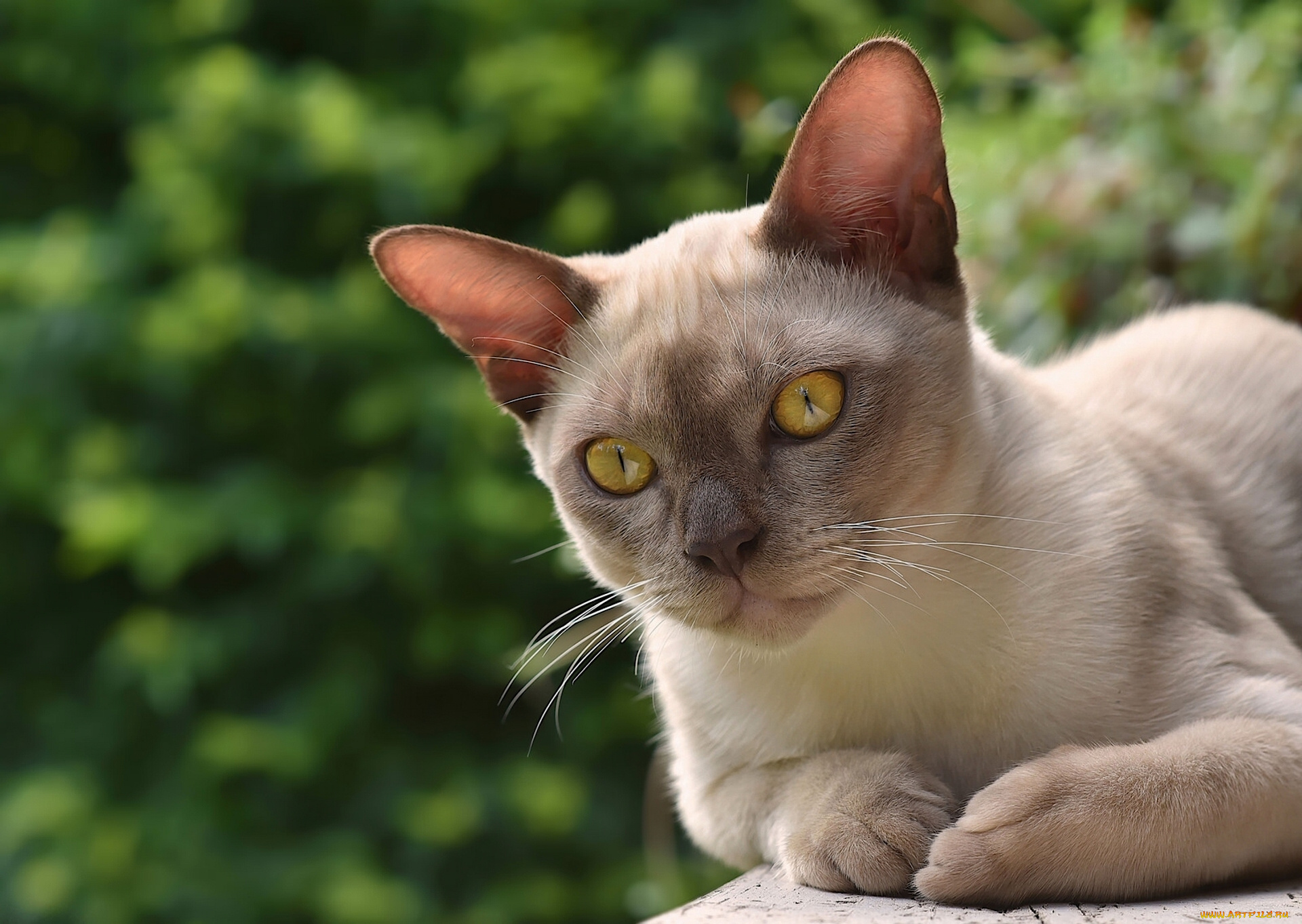 Бурма фото. Порода кошек Бурма. Европейская Бурманская кошка. Порода кошек европейская Бурма. Бурманская кошка породы кошек.