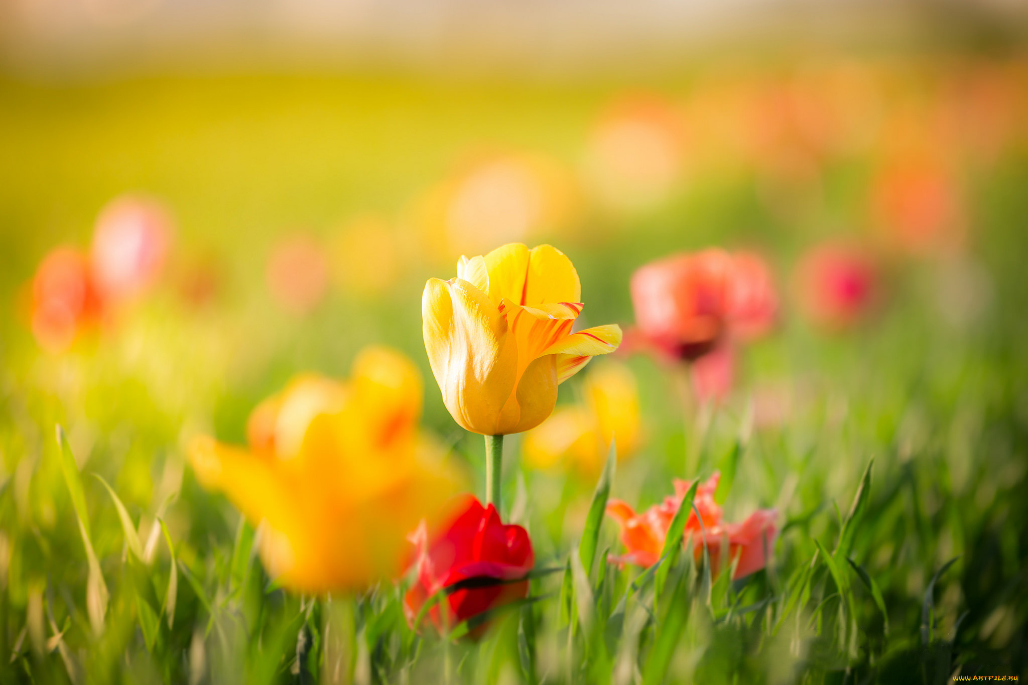 цветы, тюльпаны, желтые, красные, бутоны, листья, весна, боке