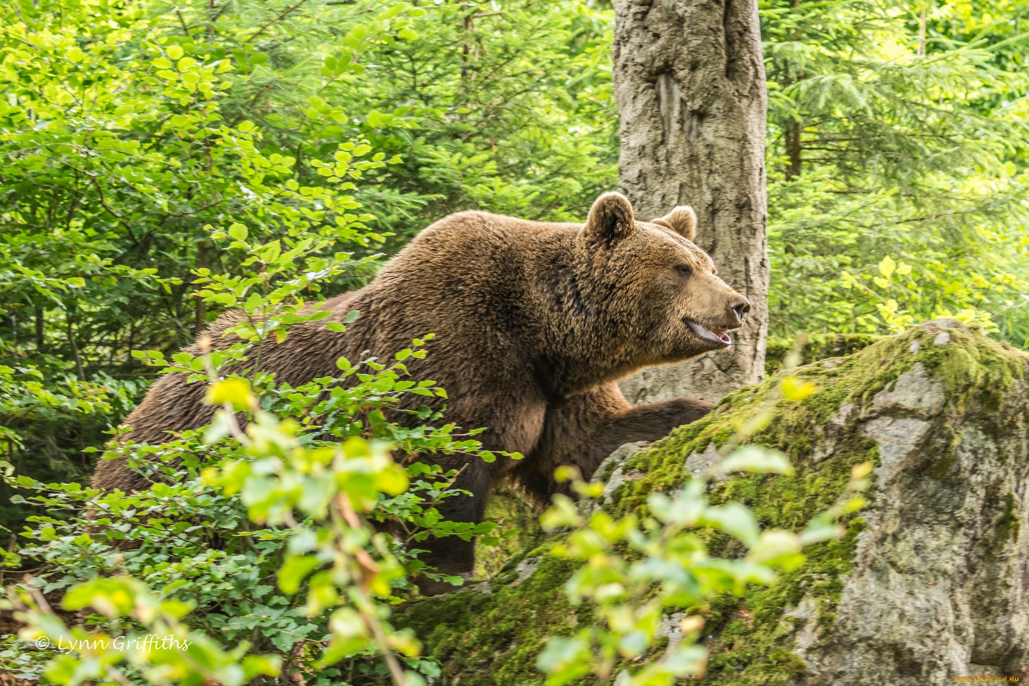 бурый медведь лес трава загрузить