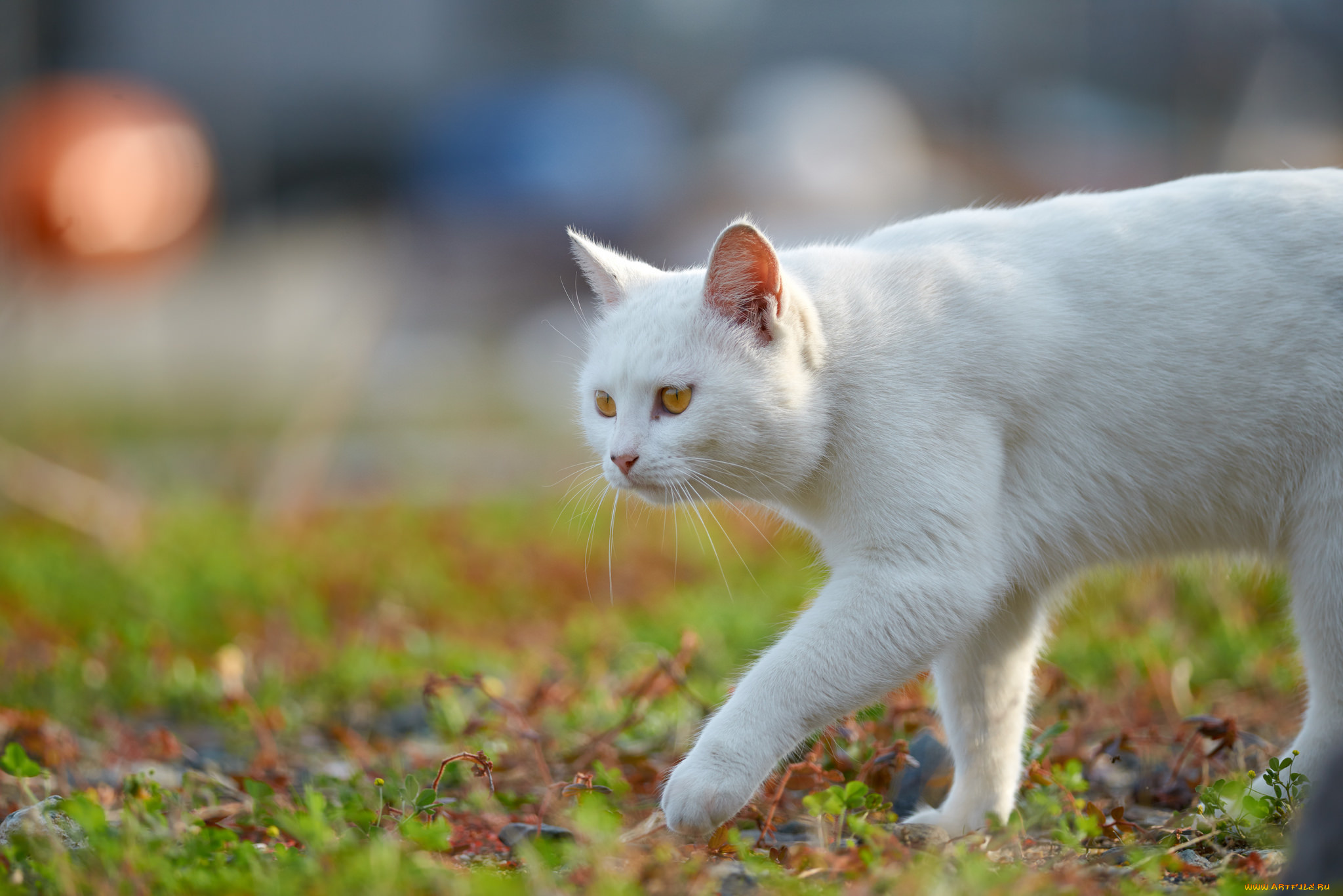 животные, коты, взгляд, коте, киса, кошка, кот, трава, белый, крадётся, луг