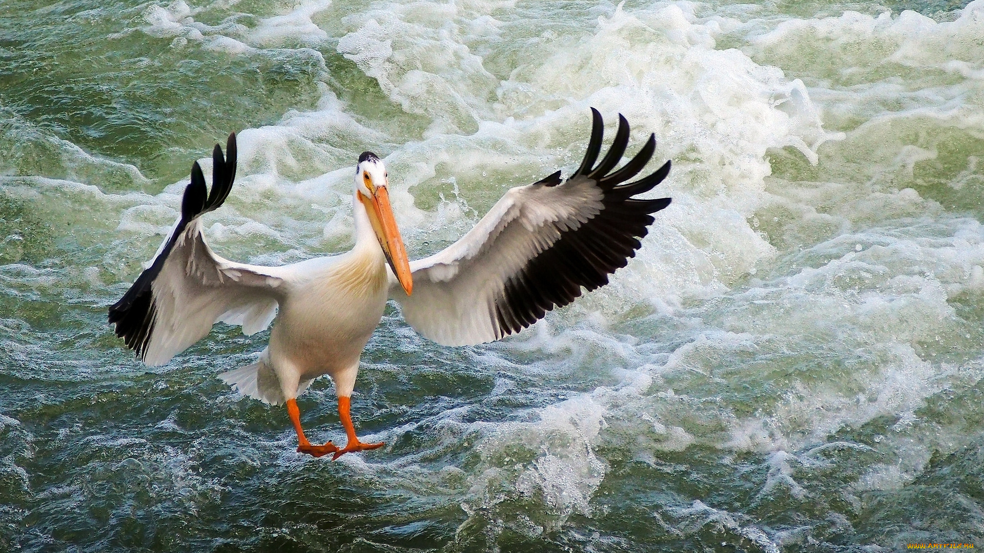 животные, пеликаны, вода, крылья, птица, пеликан