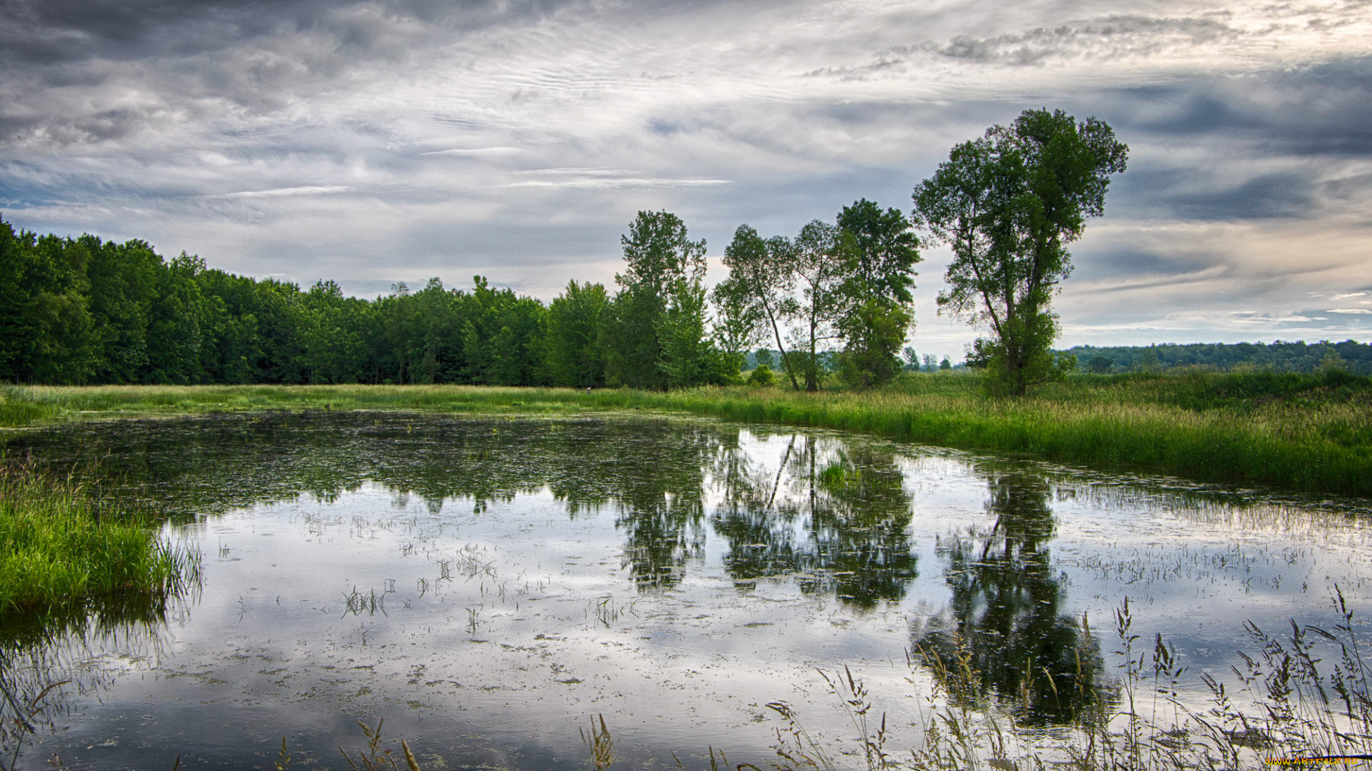 природа, реки, озера, лес, река