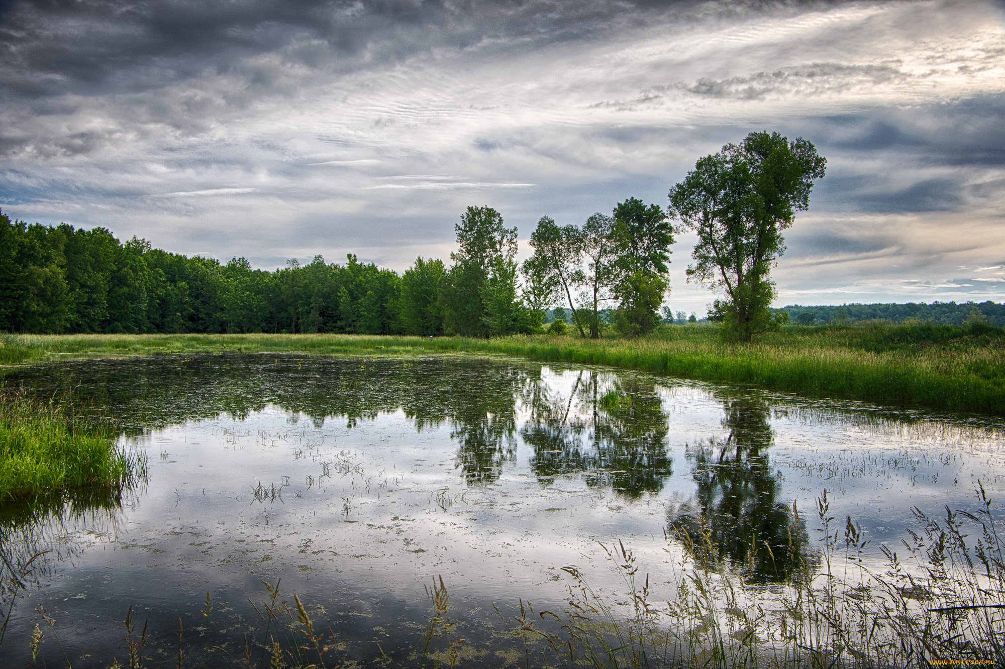 природа, реки, озера, лес, река