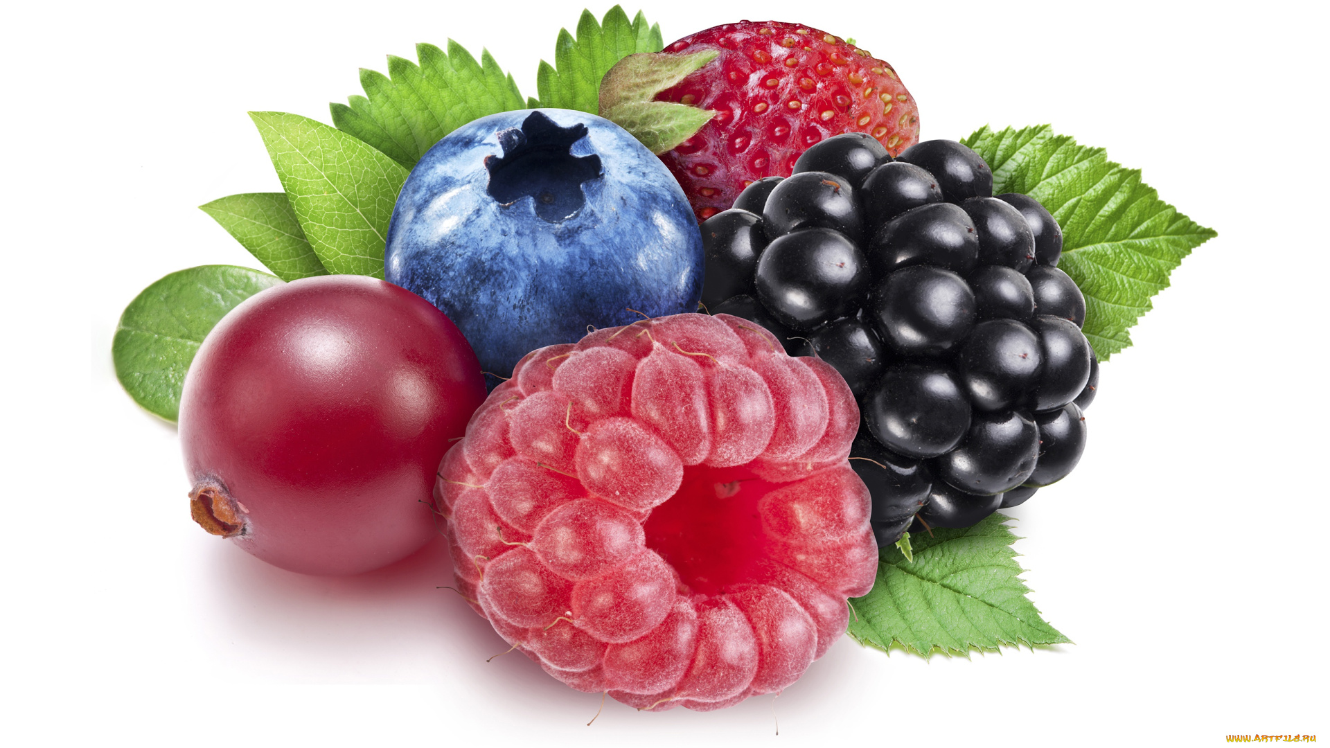 еда, фрукты, , ягоды, листья, крупный, план, малина, черника, клубника, ягода, белый, фон, смородина, ежевика