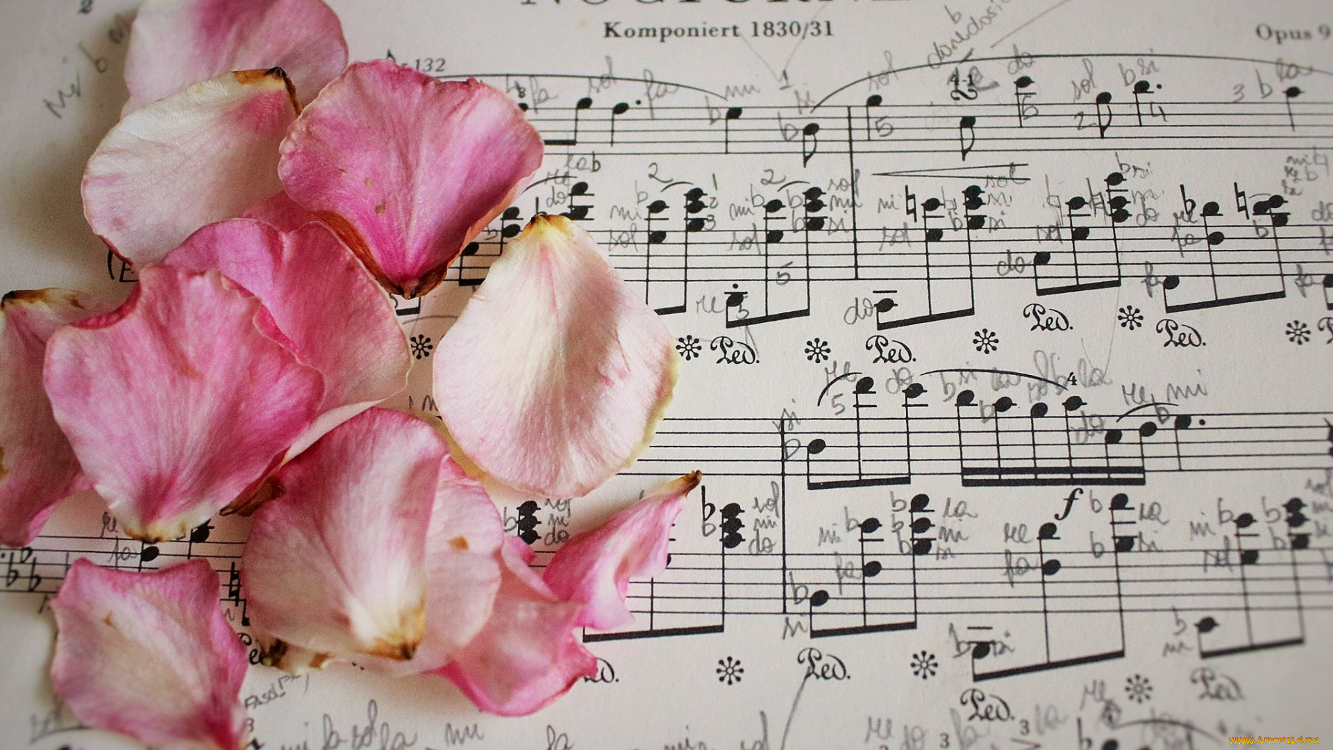 музыка, -другое, лепестки, розы, ноты