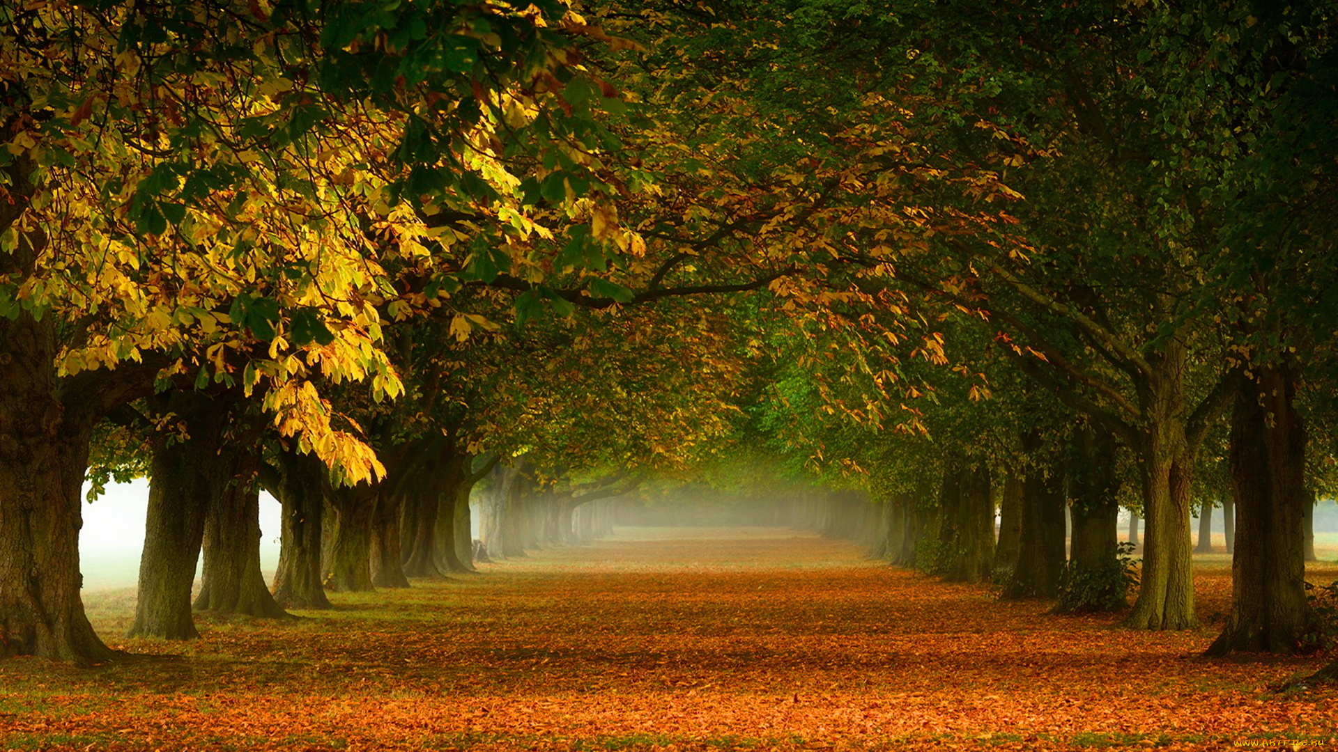 природа, деревья, осень, аллея, листопад