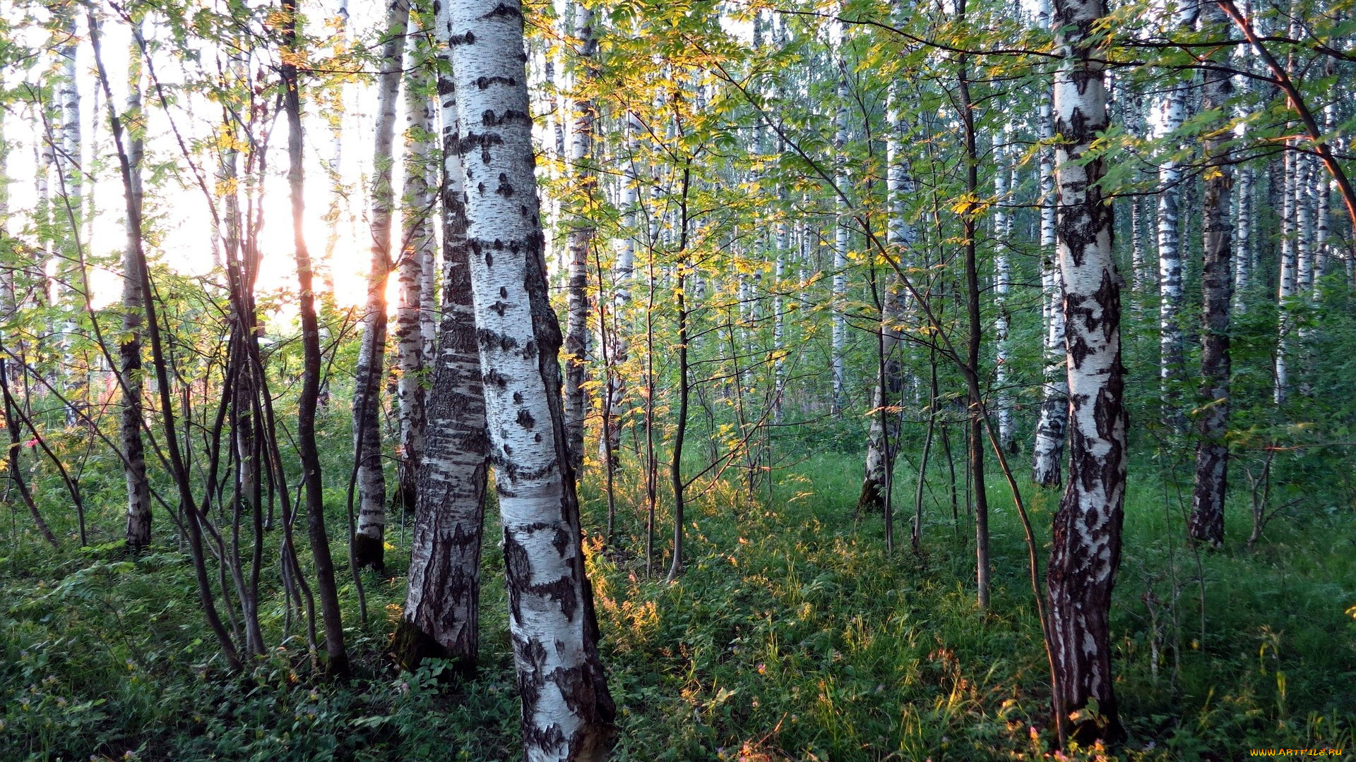 природа, лес, березы, осень