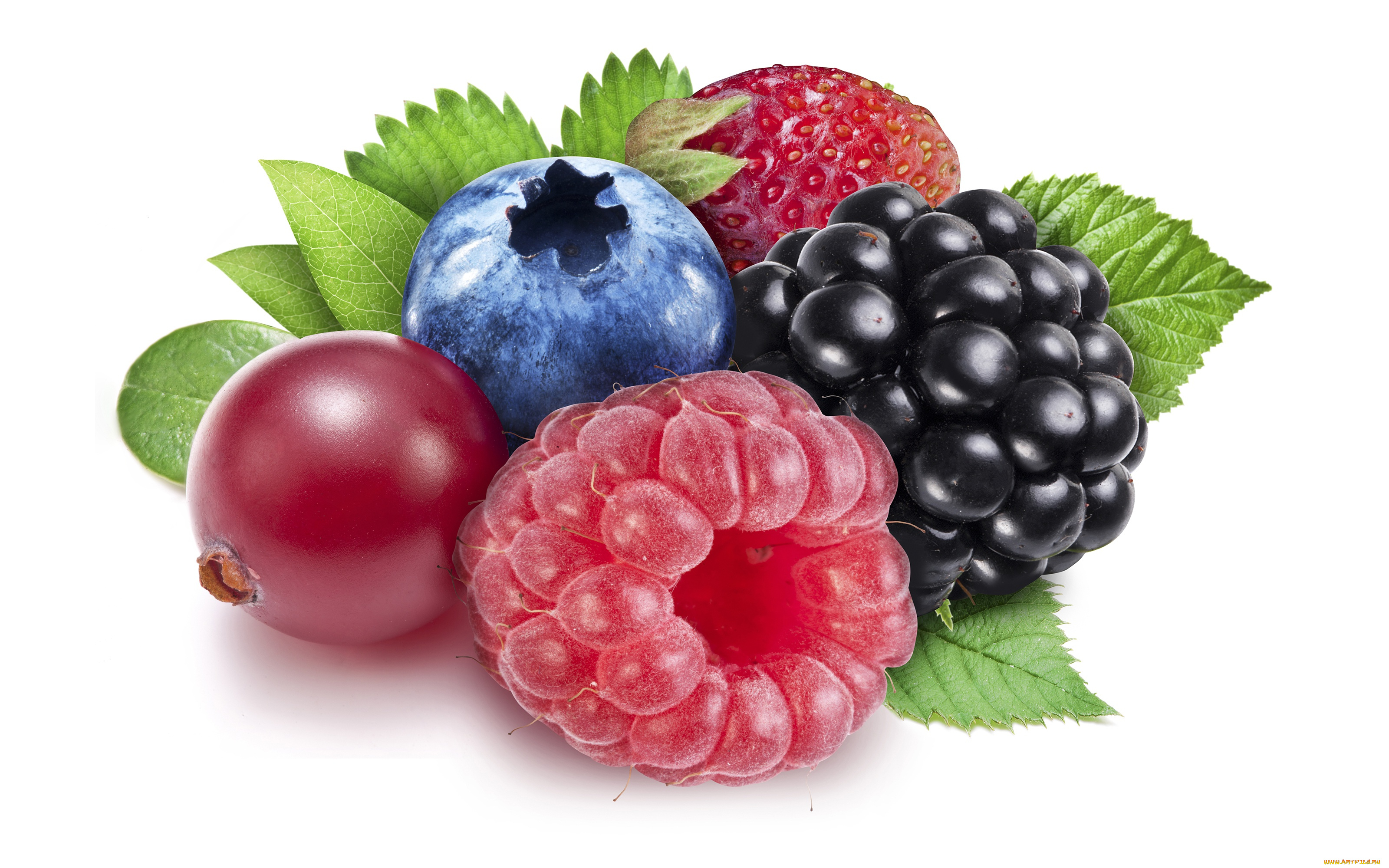 еда, фрукты, , ягоды, листья, крупный, план, малина, черника, клубника, ягода, белый, фон, смородина, ежевика