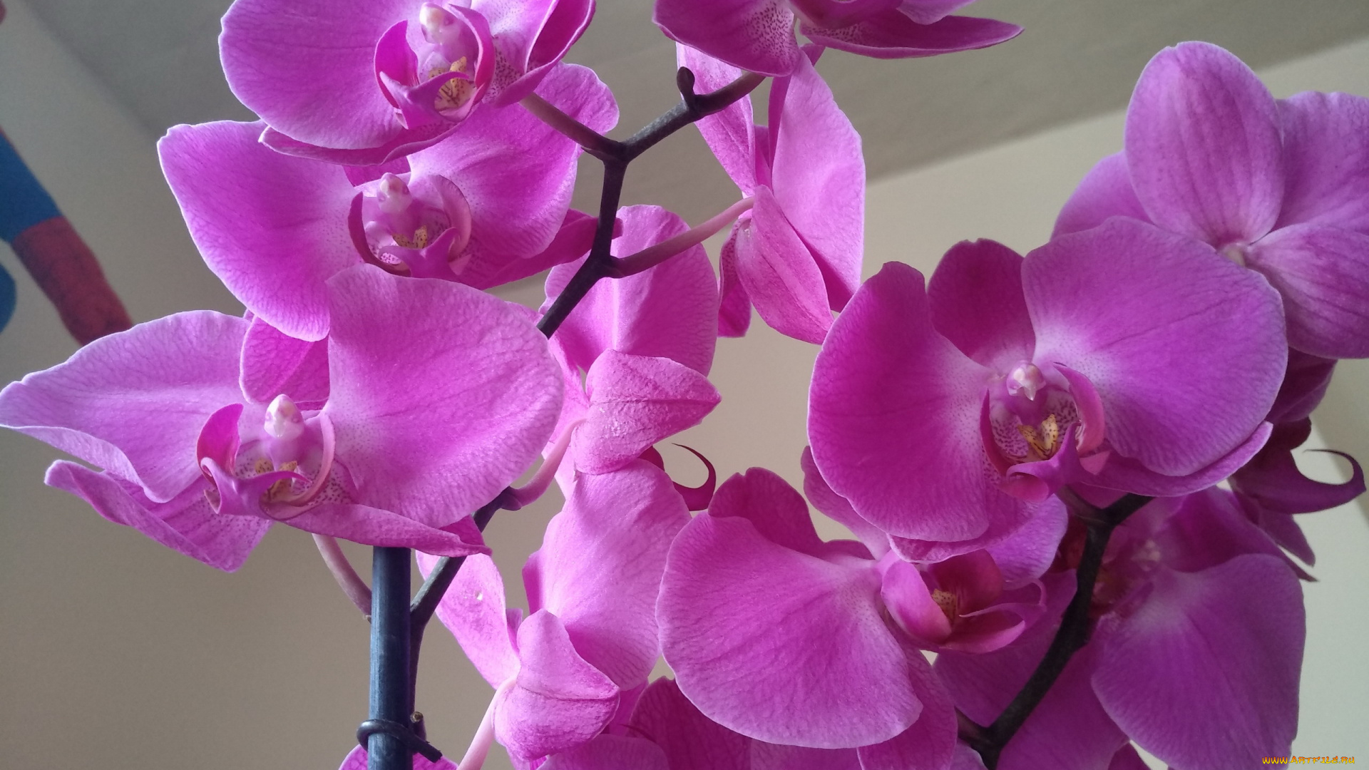 цветы, орхидеи, розовые, экзотика