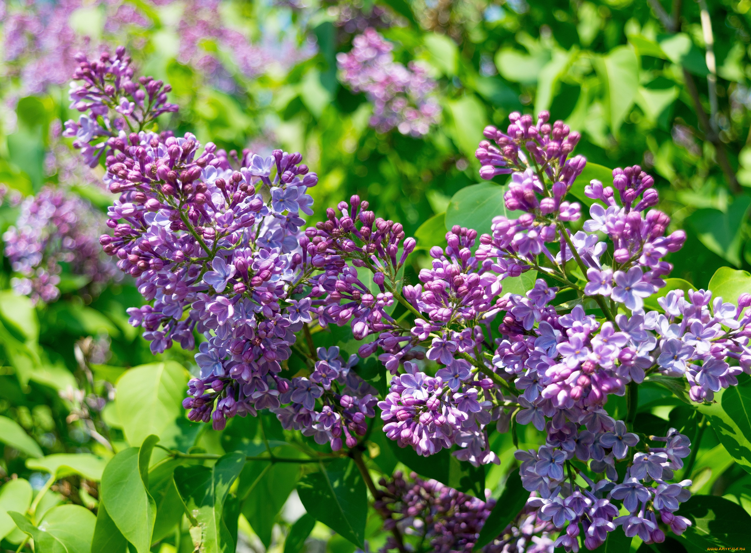 цветы, сирень, весна