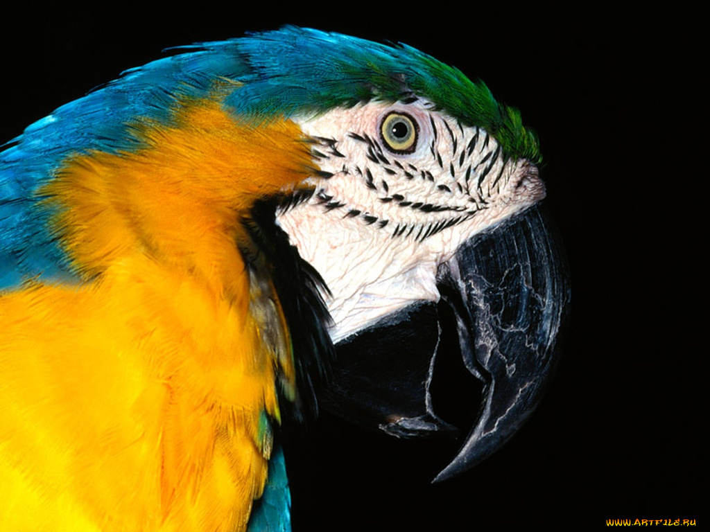 blue, and, yellow, macaw, животные, попугаи