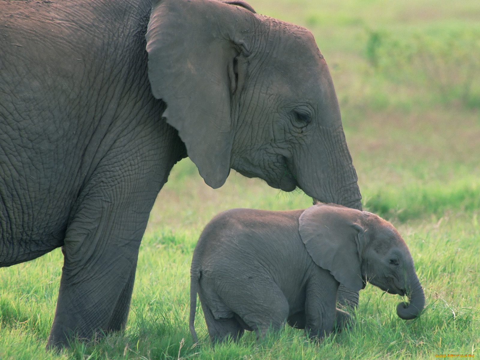 african, elephants, amboseli, national, park, kenya, животные, слоны