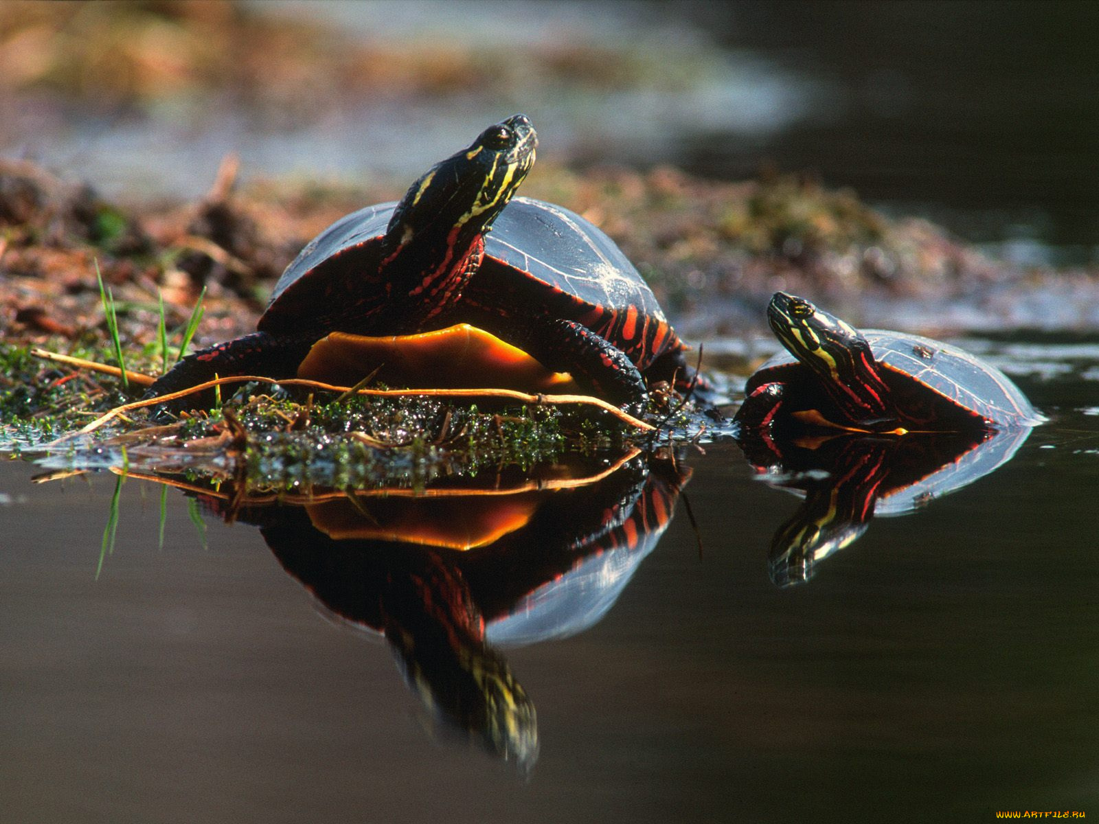 family, bond, turtles, животные, Черепахи