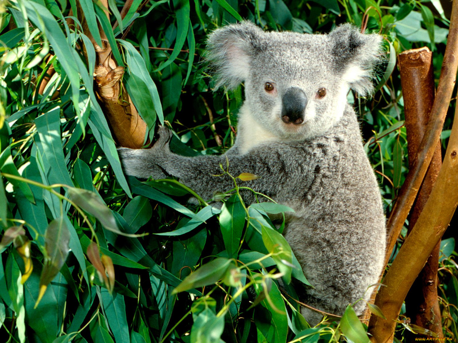 hanging, out, koala, животные, коалы