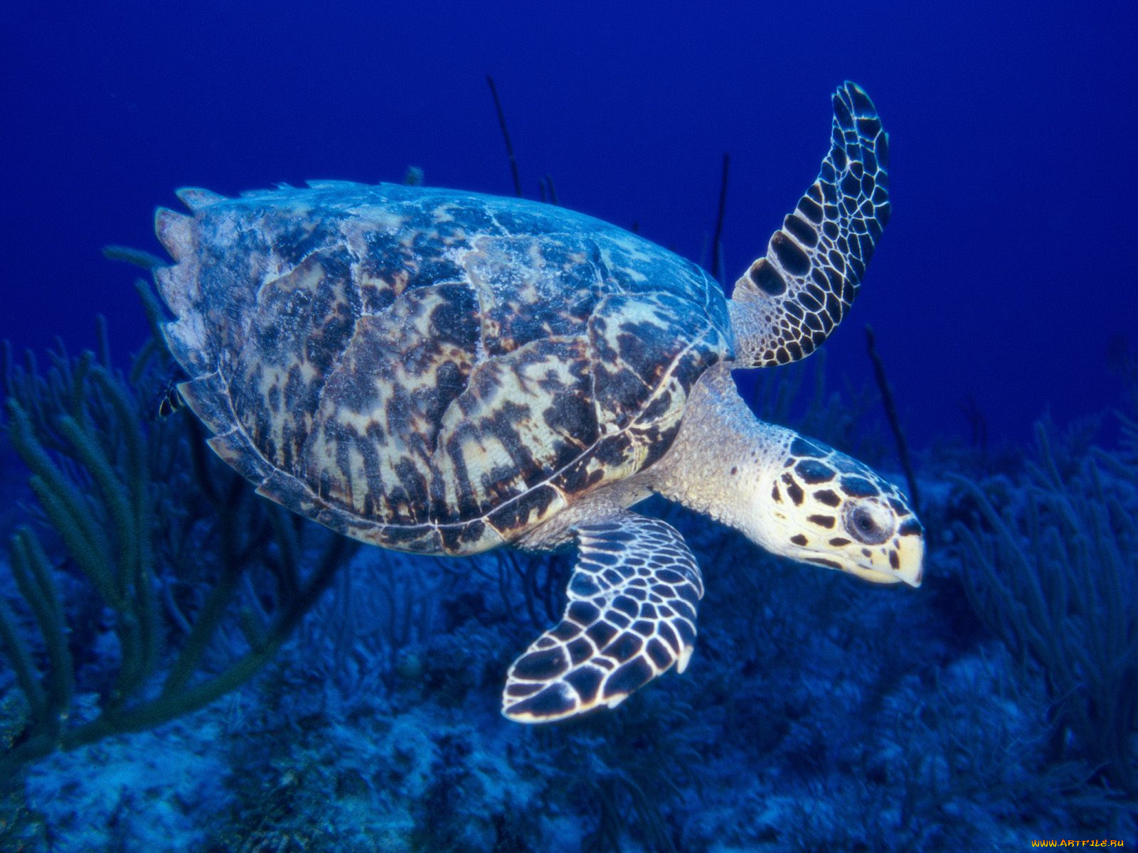 hawksbill, turtle, животные, Черепахи