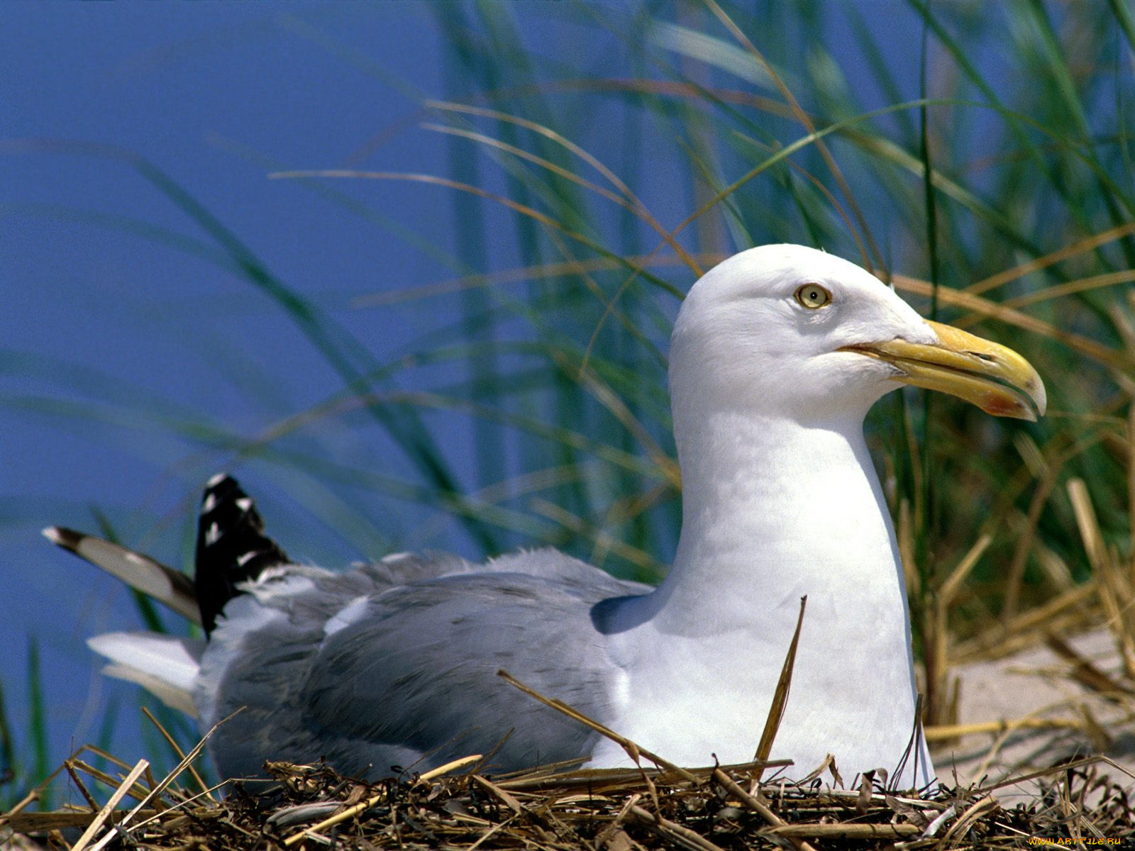 herring, gull, животные, Чайки, бакланы, крачки