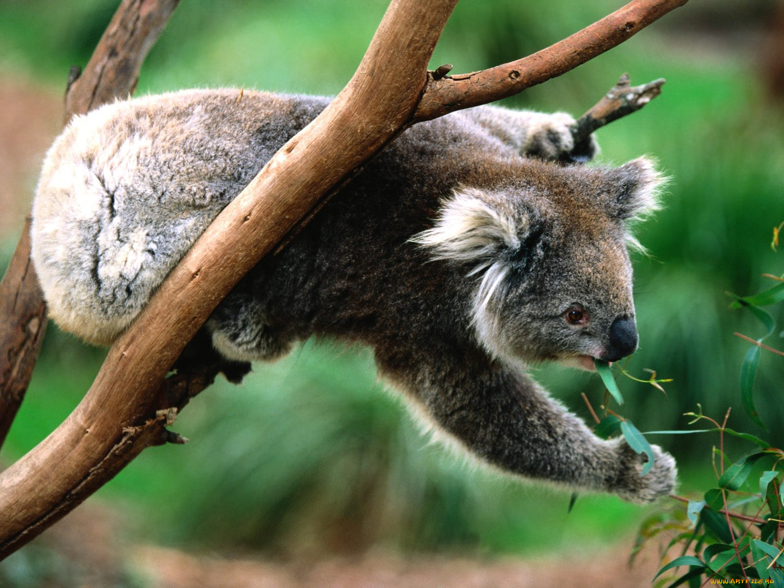 koala, greens, животные, коалы