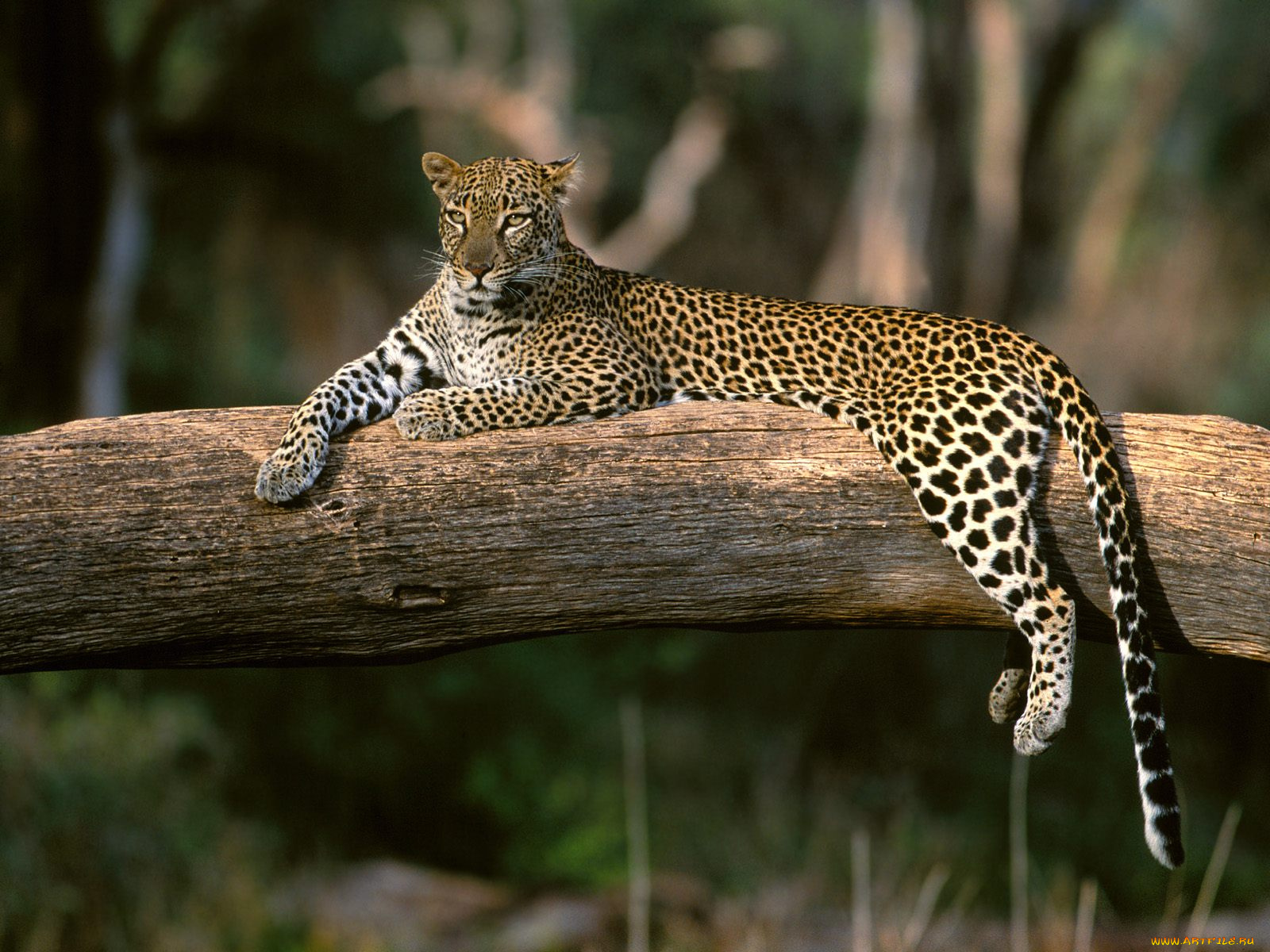 lazy, leopard, africa, животные, леопарды