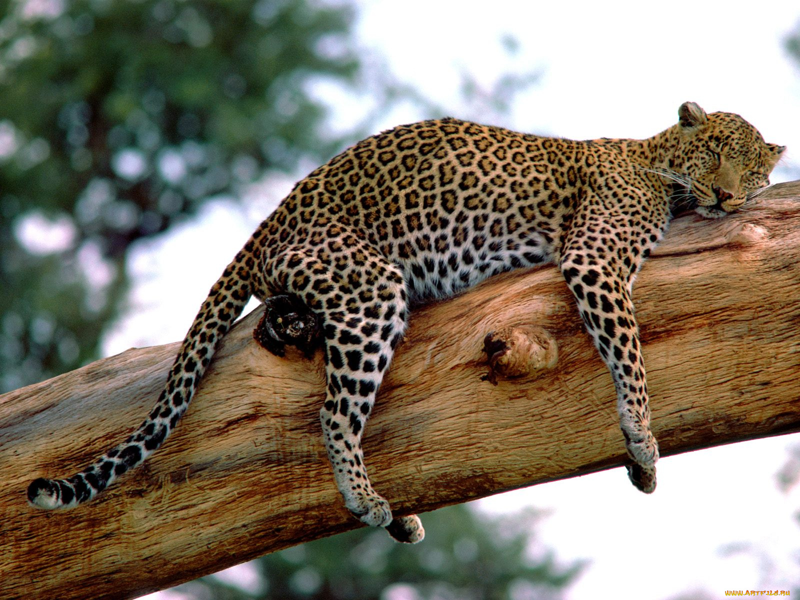long, week, leopard, tanzania, животные, леопарды