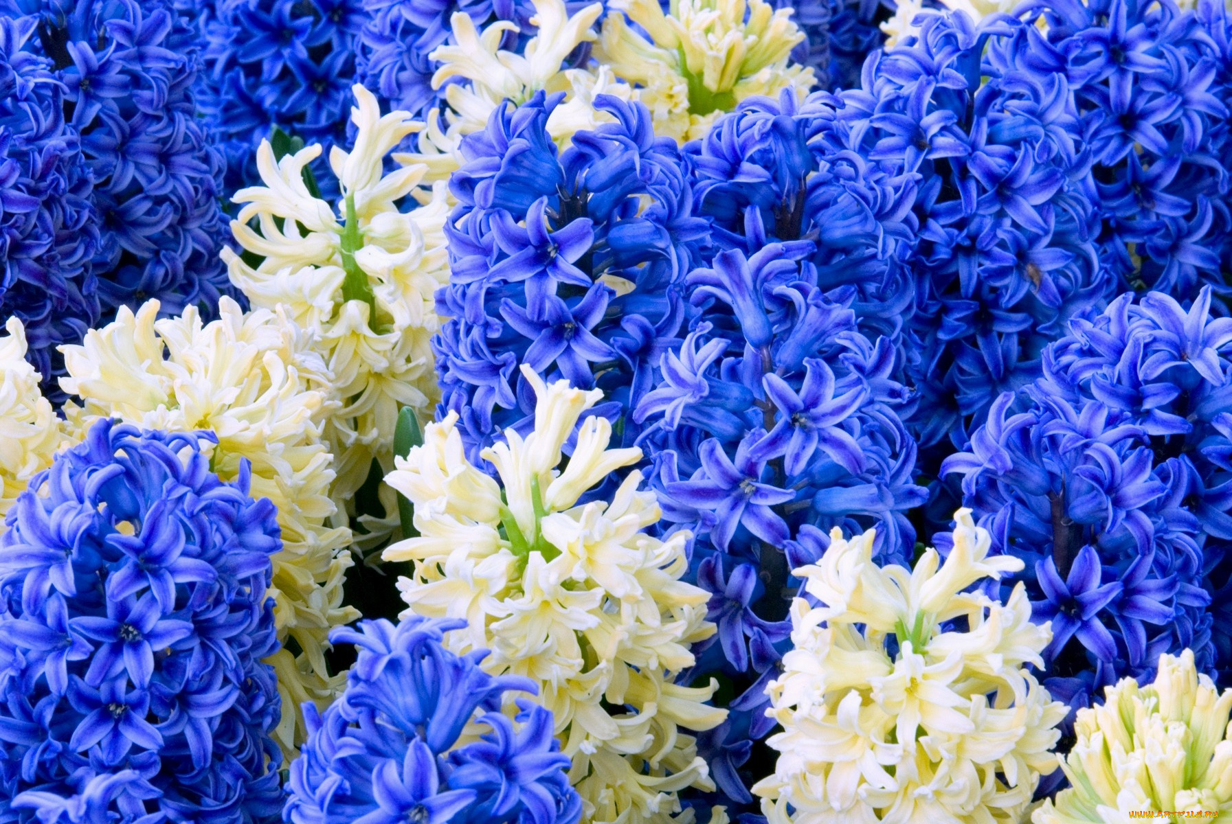 цветы, гиацинты, много, синий, белый