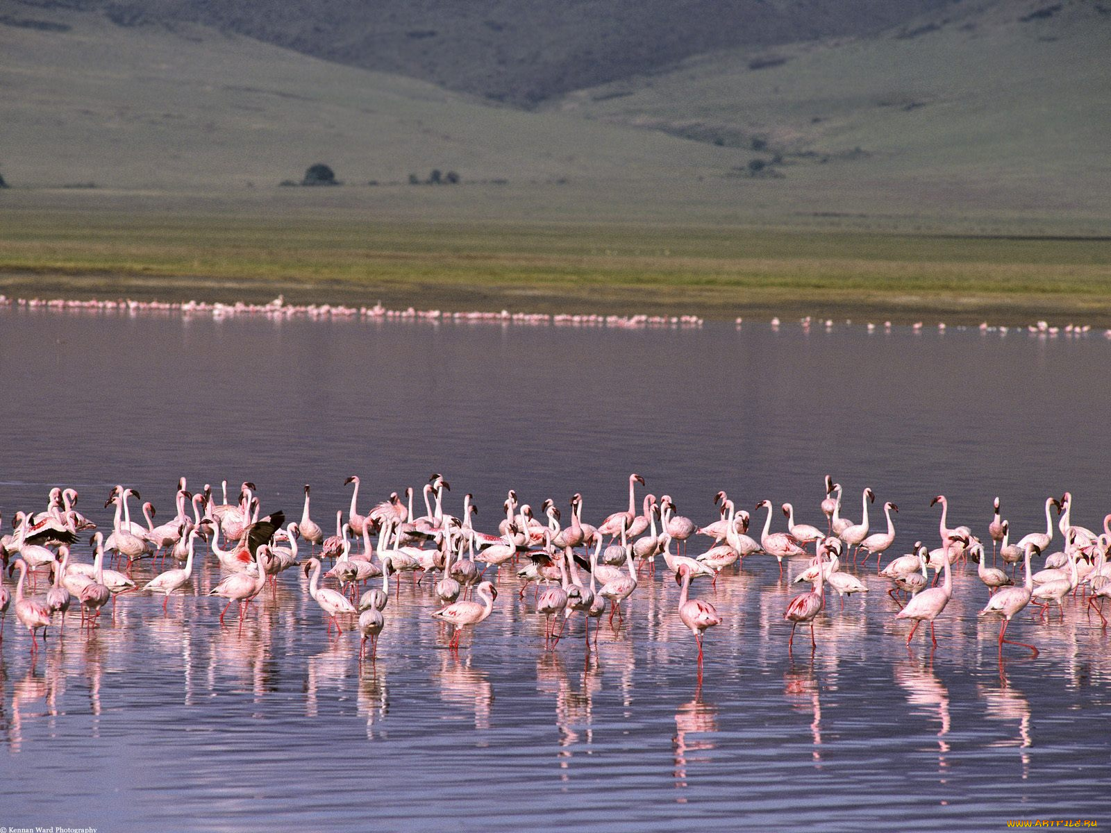 животные, фламинго, водоем