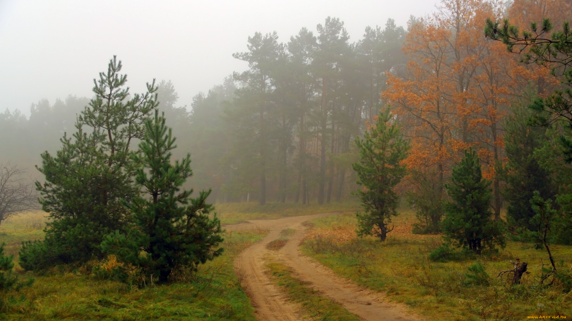 природа, дороги, лес, дорога, туман