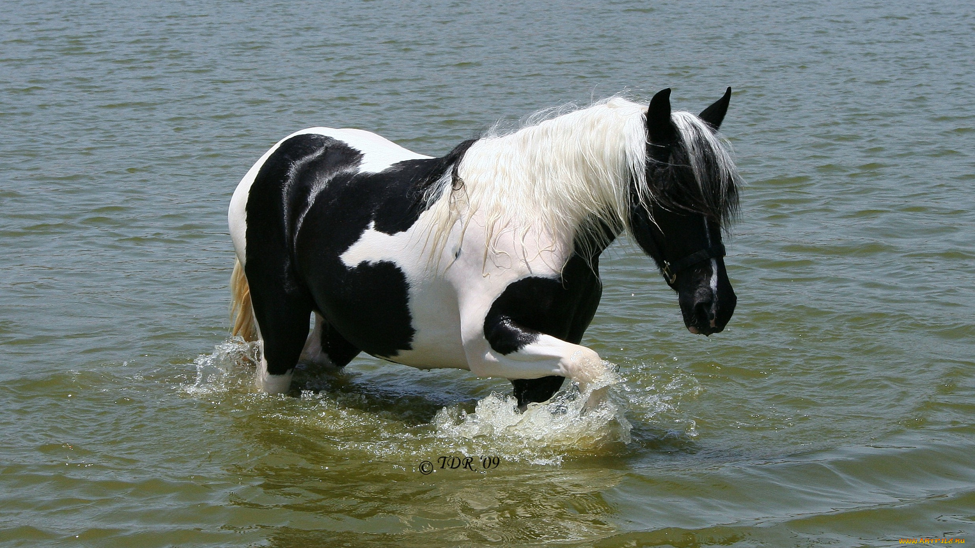 животные, лошади, вода, лошадь