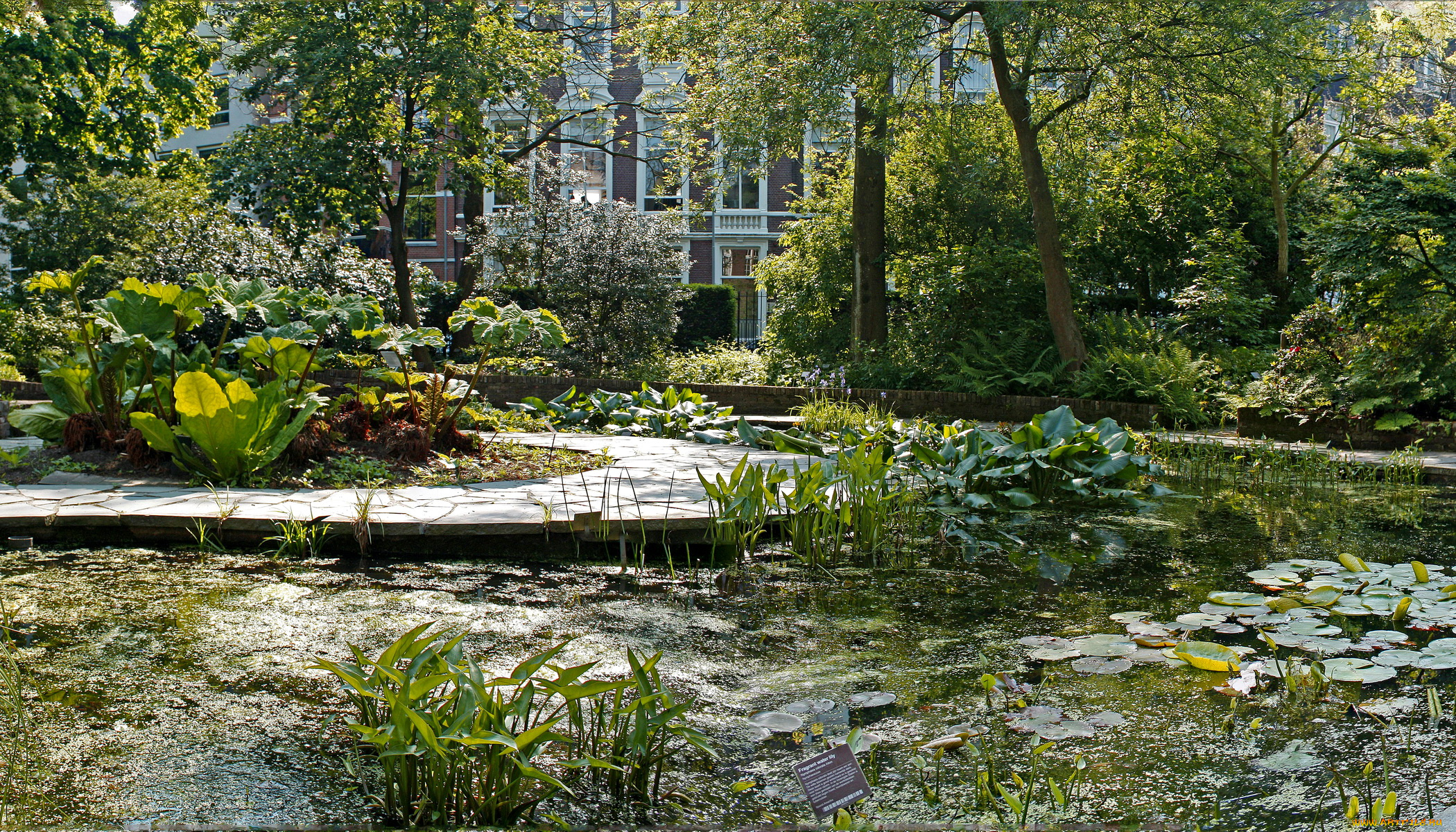 hortus, botanicus, amsterdam, природа, парк, растения, сад, водоем