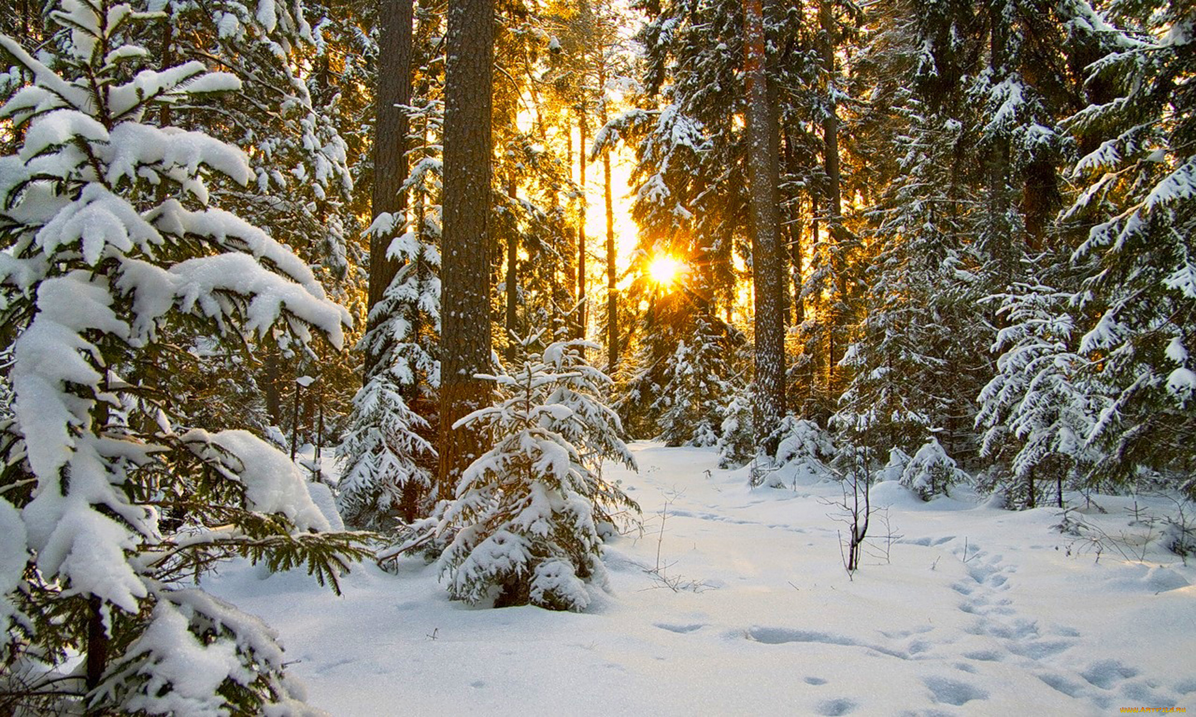 природа, зима, лес, снег, солнце