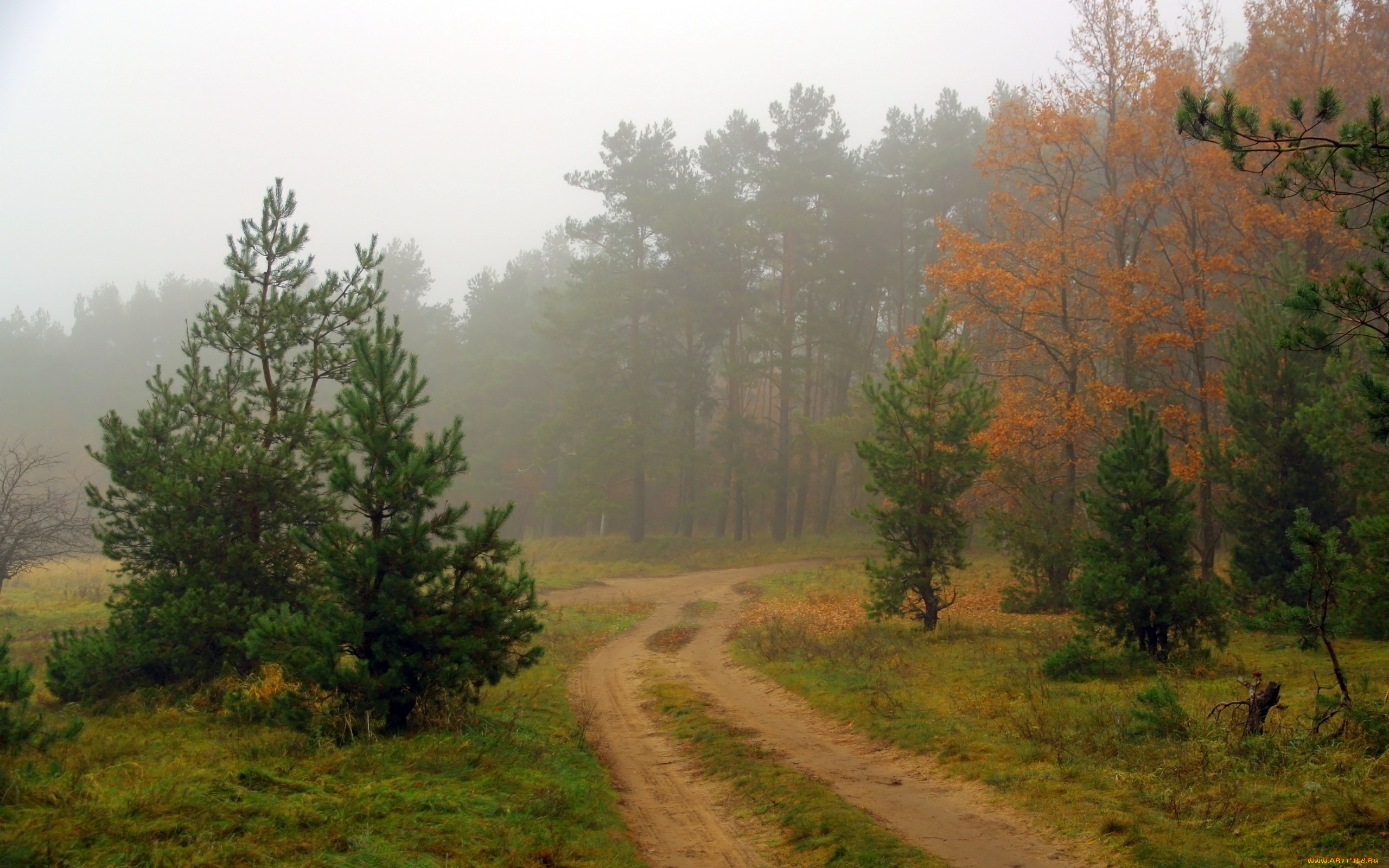 природа, дороги, лес, дорога, туман