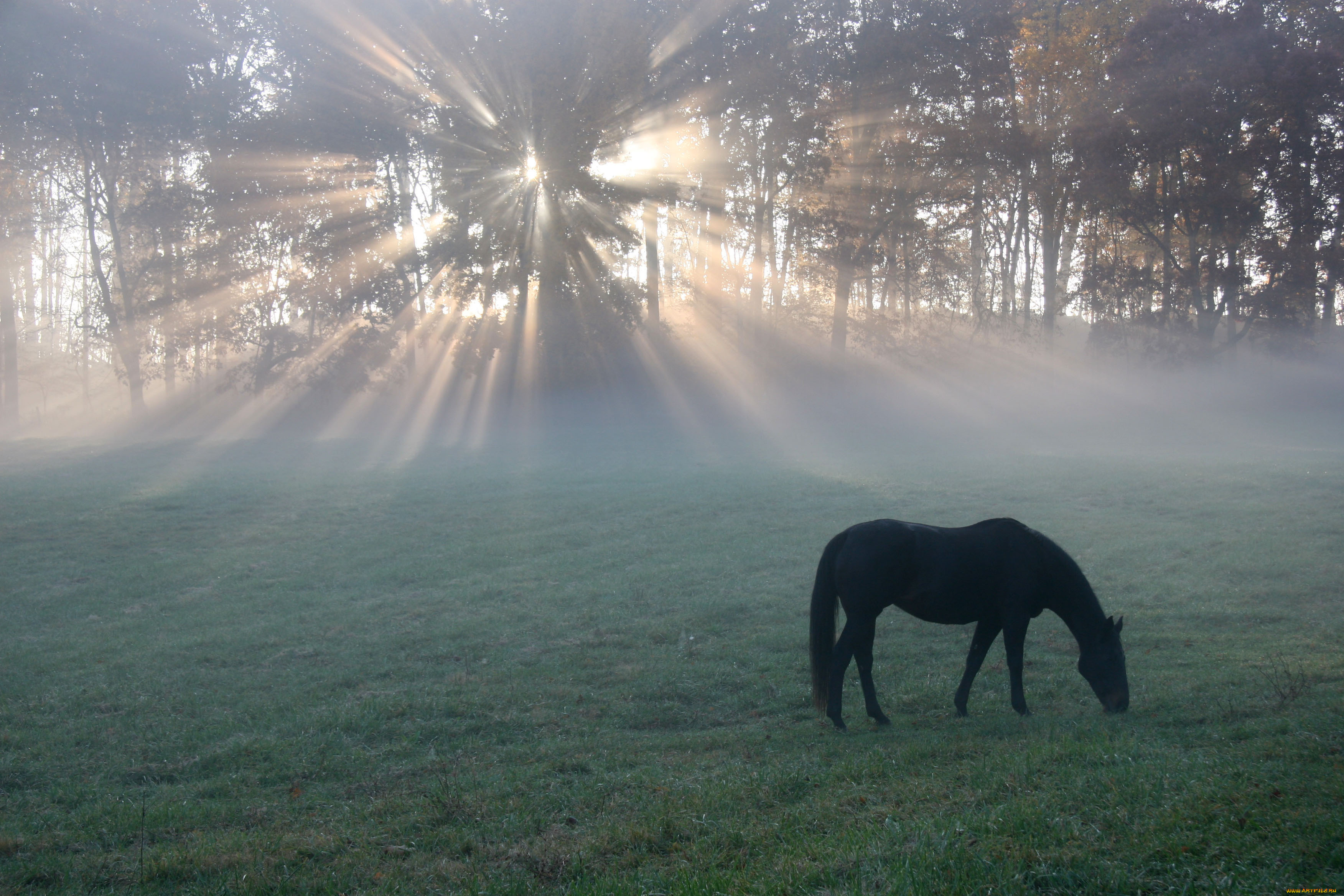 животные, лошади, утро, поле, конь, туман, лучи