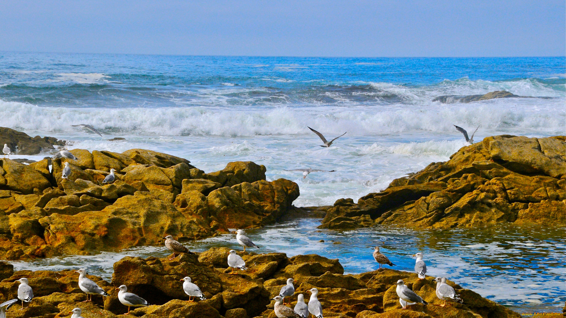 атлантический, океан, природа, побережье, камни, чайки, птицы, волны