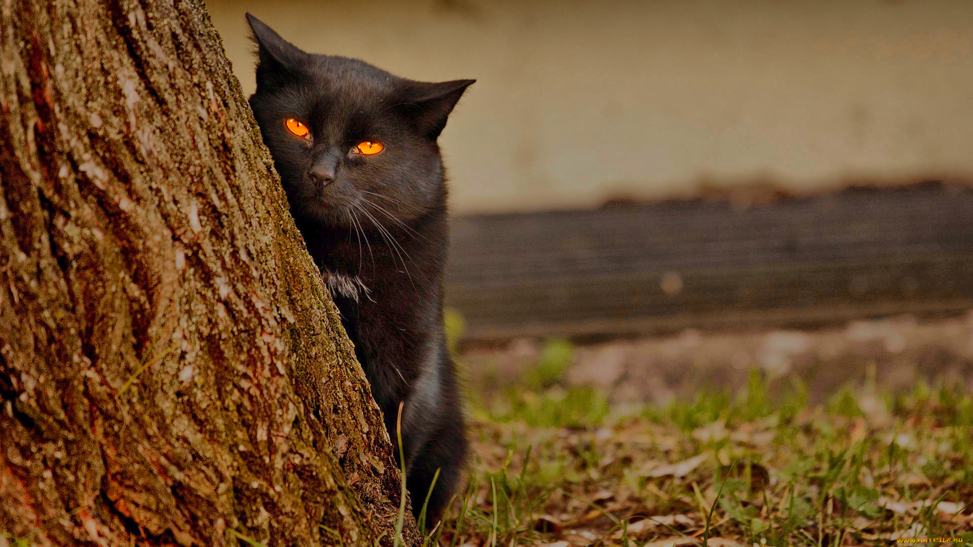 животные, коты, черный, кот, дерево