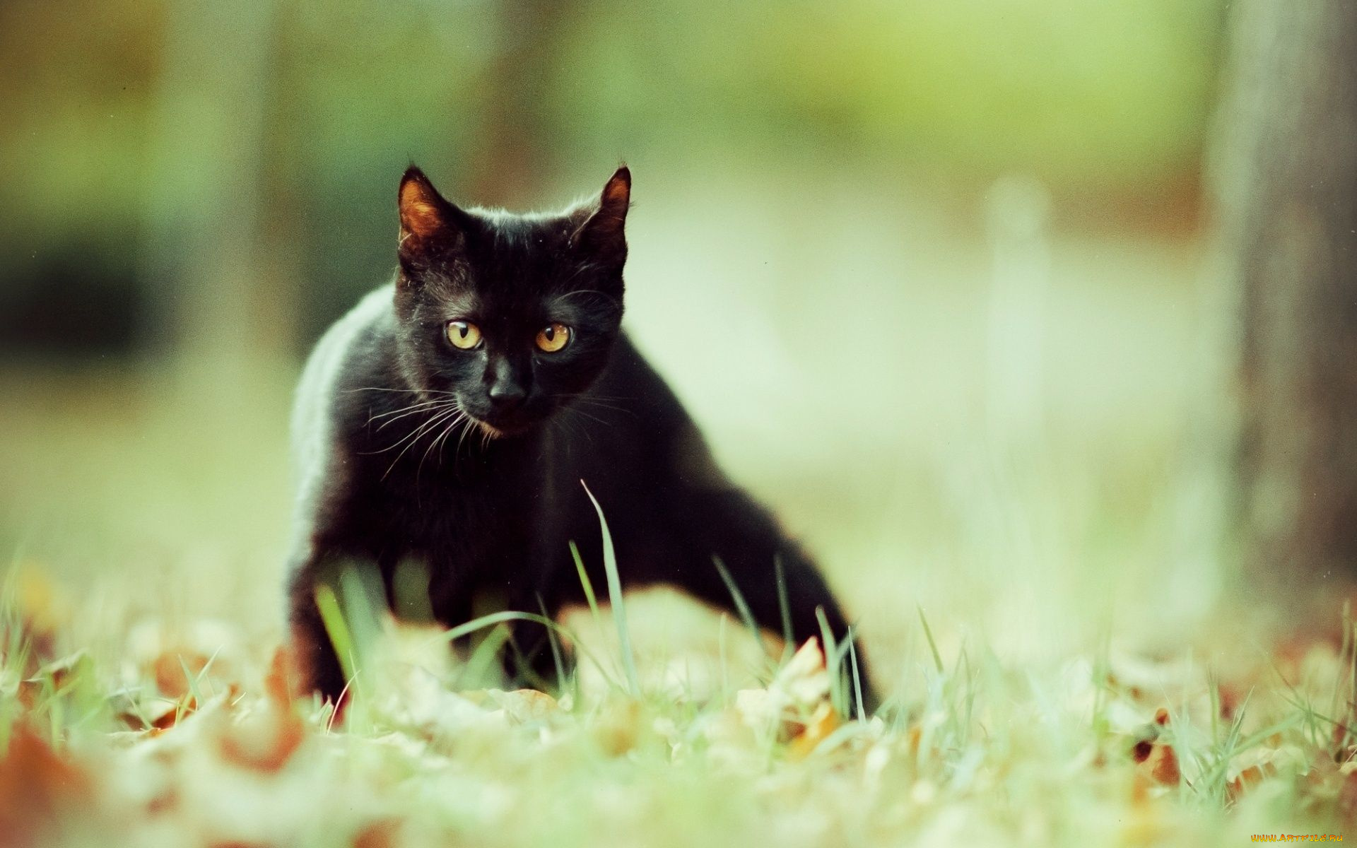 животные, коты, трава, черный, кот