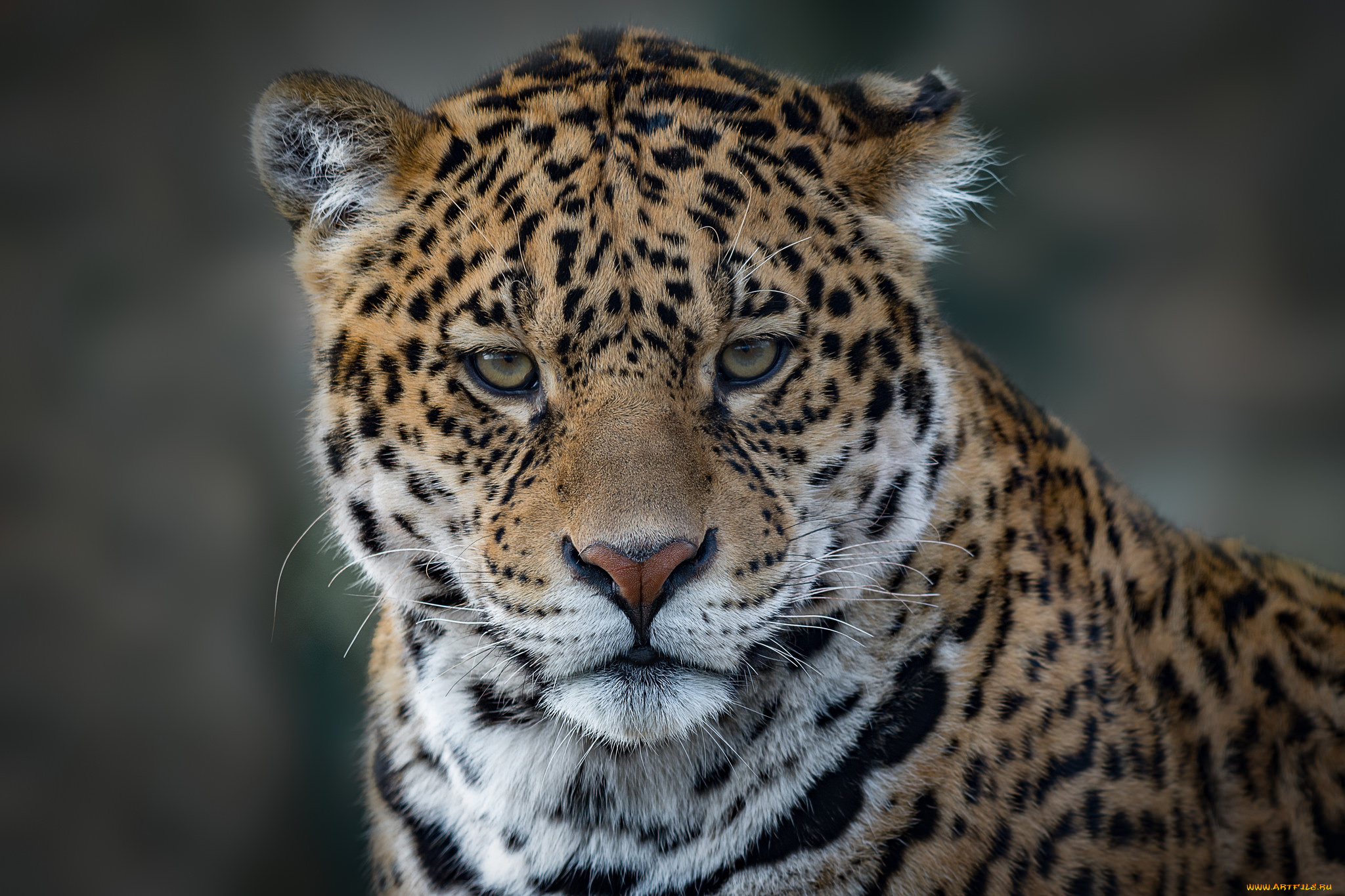 jaguar, животные, Ягуары, хищник