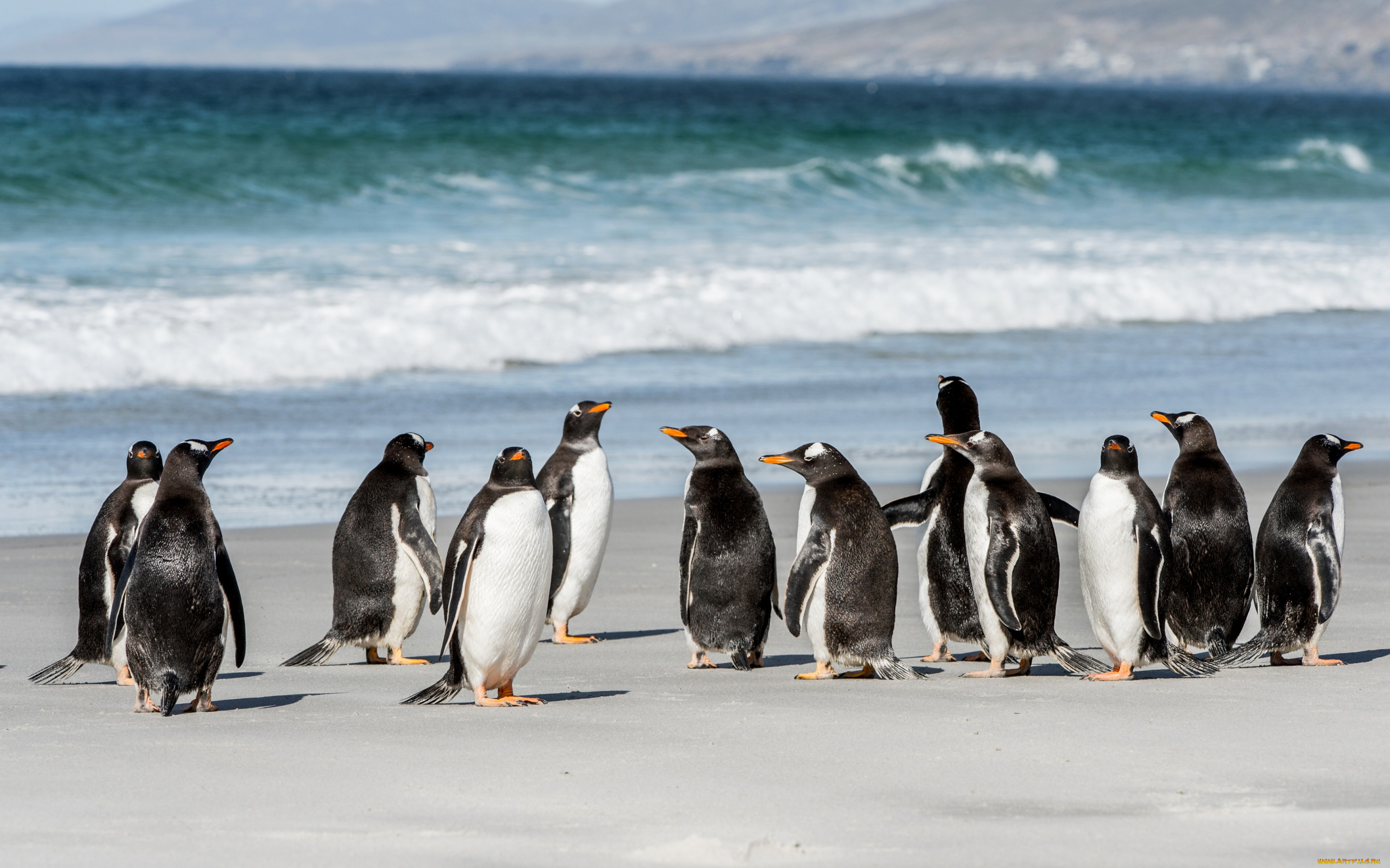 животные, пингвины, море, побережье, стая