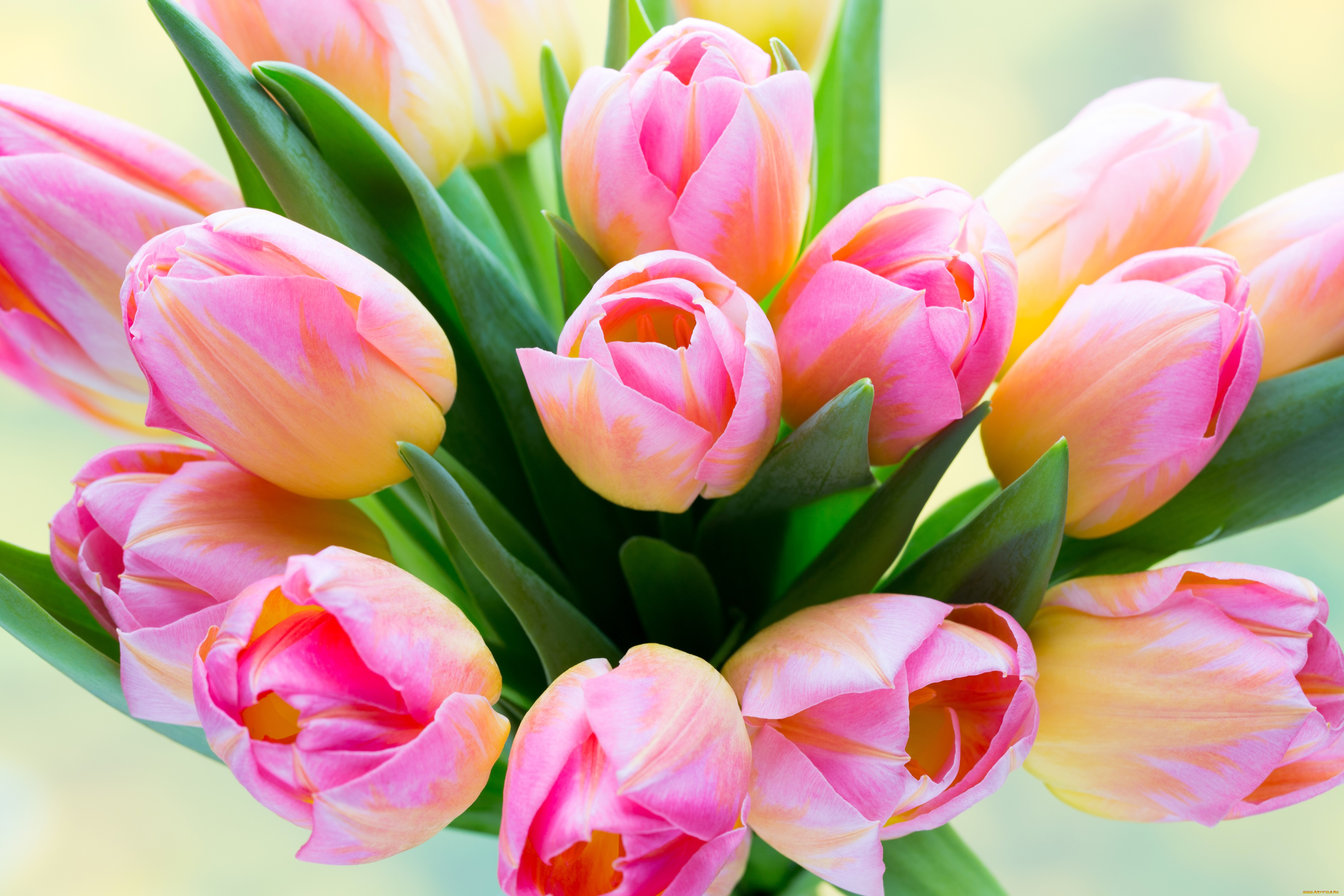 Весенние тюльпаны картинки красивые. Тюльпан Изуми. Весенний букет розовые тюльпаны. Розовые тюльпаны. Шикарный букет тюльпанов.