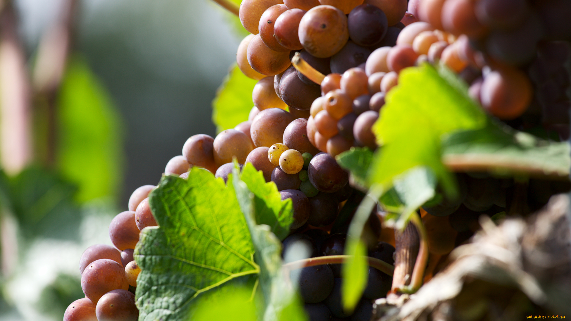 природа, Ягоды, , виноград, leaves, grapes, the, vineyard, виноград, грозди, листва, виноградник