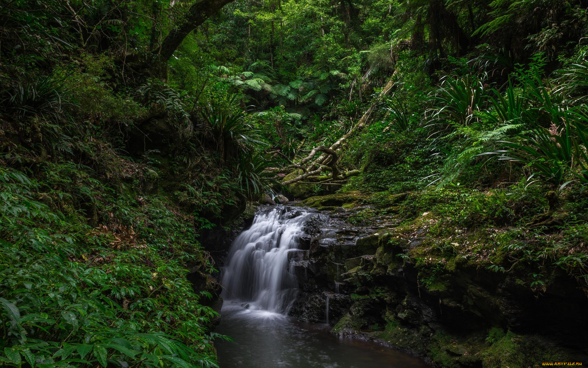 природа, водопады, лес, деревья, водопад, lamington, national, park